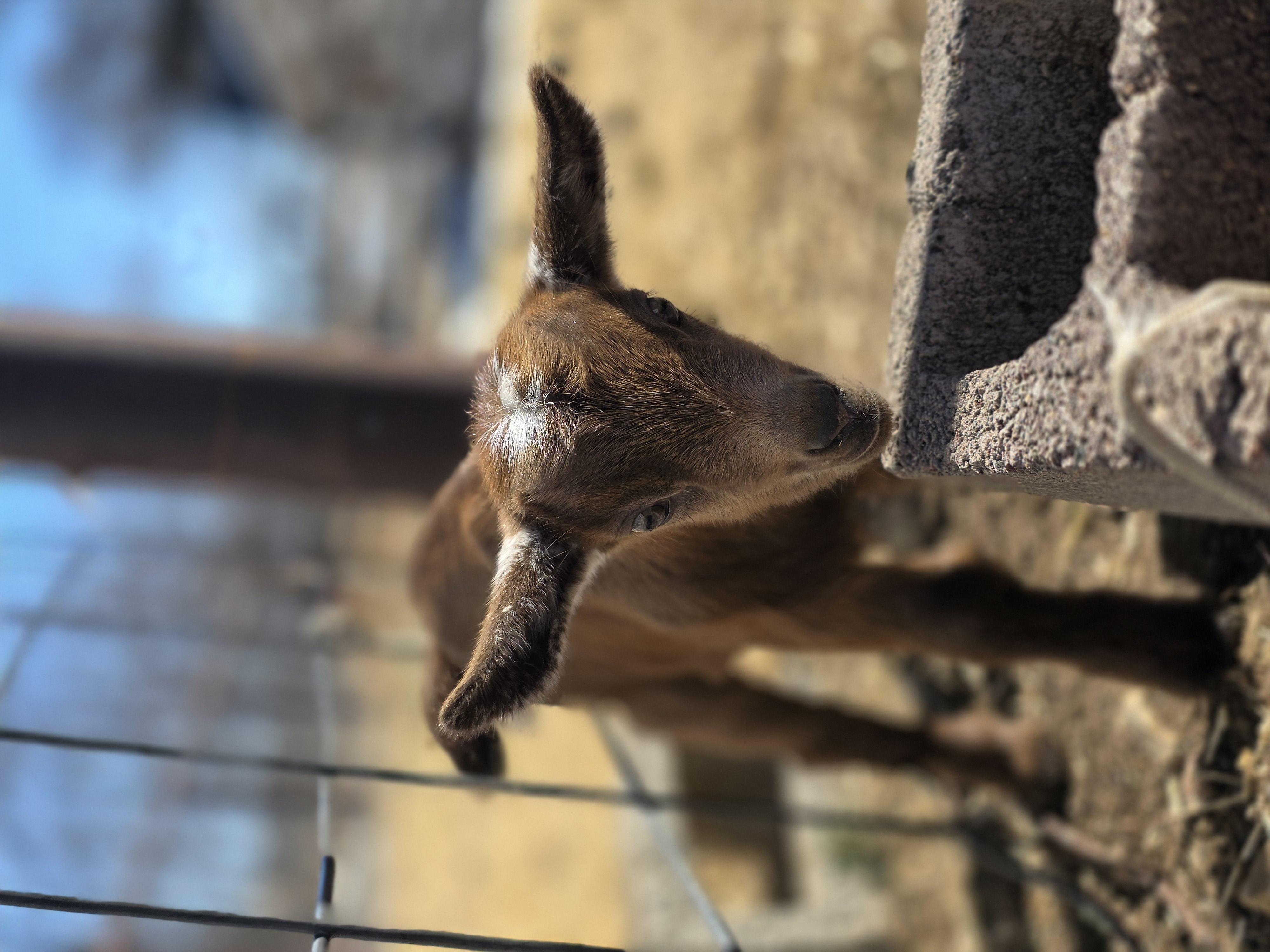 Nigerian Dwarf Cross Kid