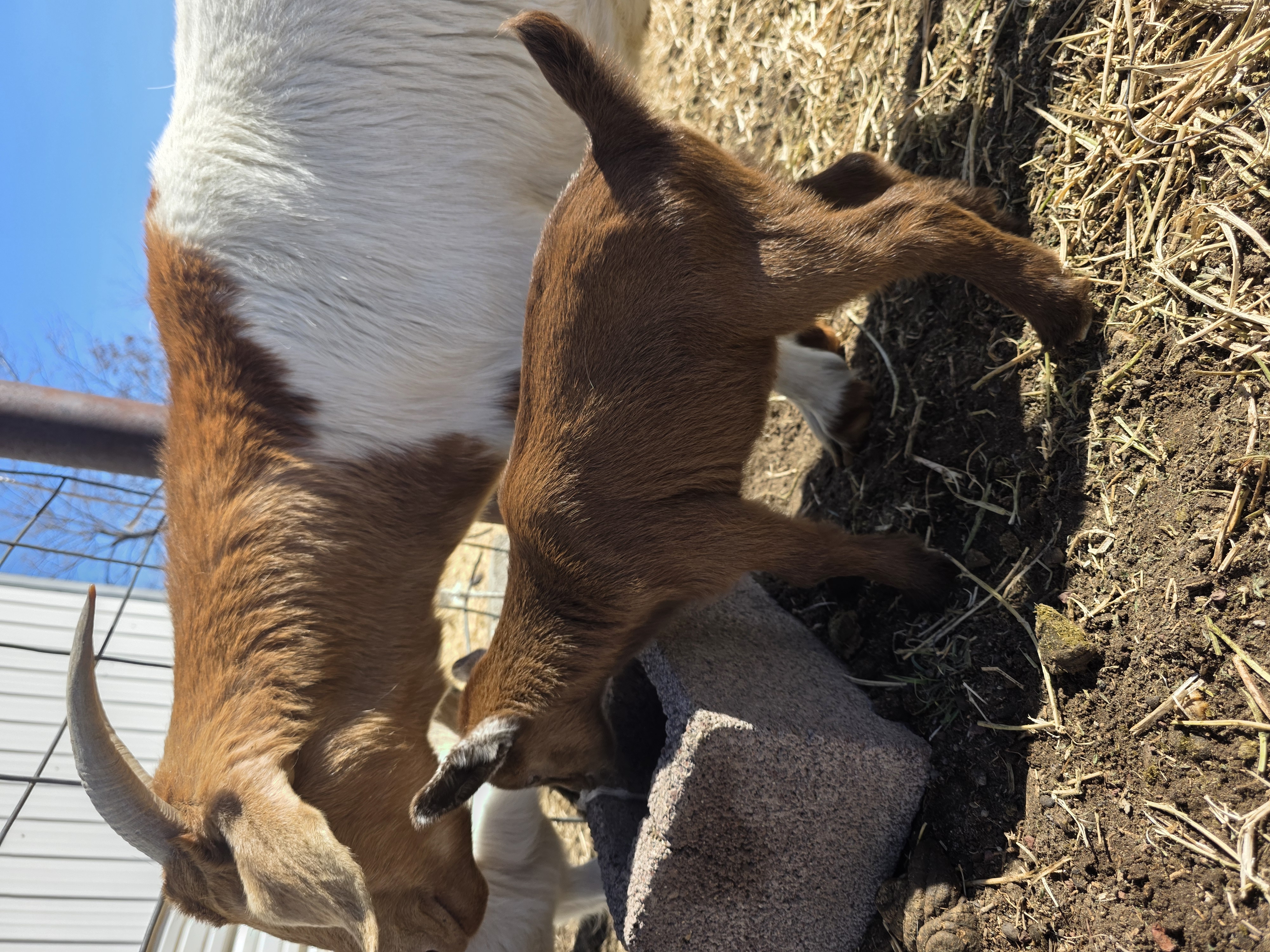 Nigerian Dwarf Cross Kid