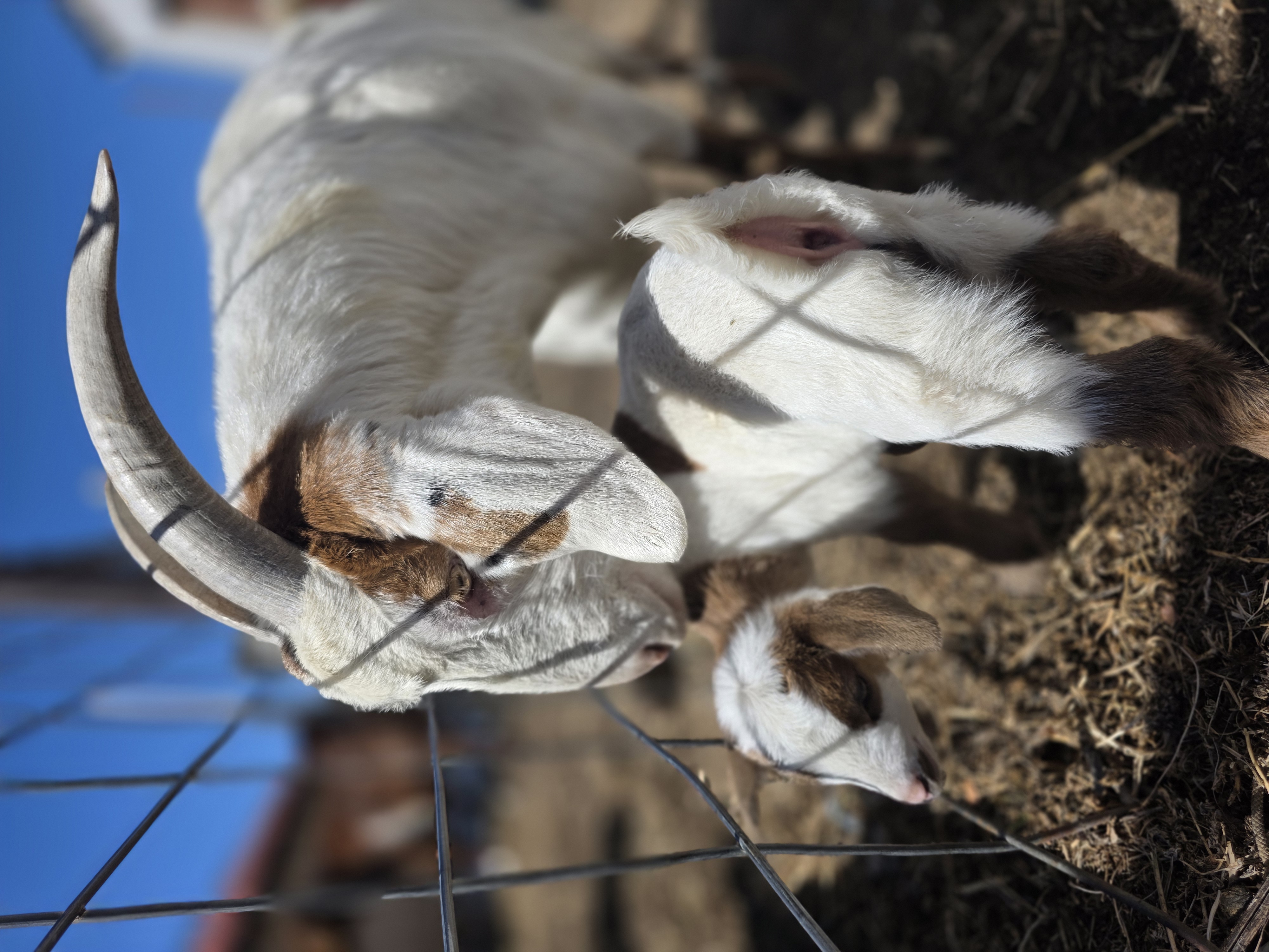 Nigerian Dwarf Cross Kid