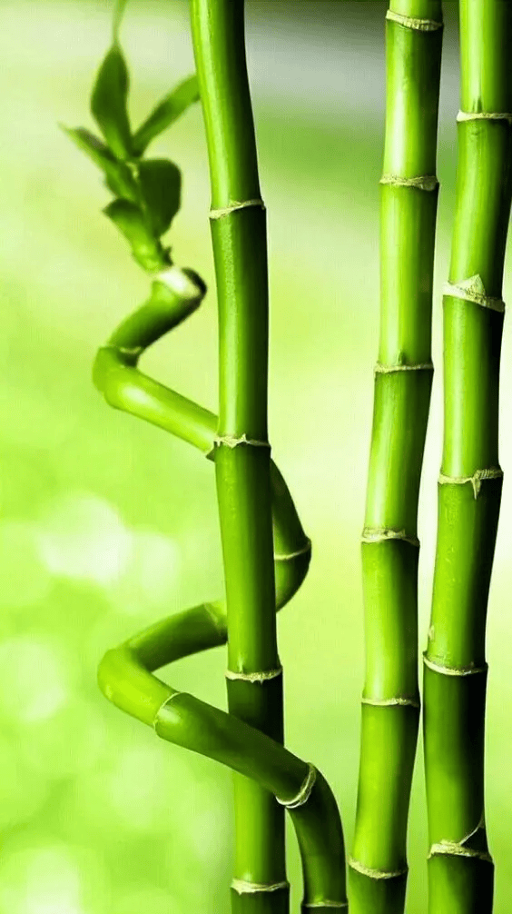 Bamboo