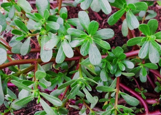 Purslane 