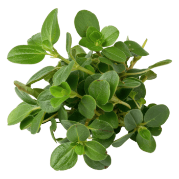 Purslane 
