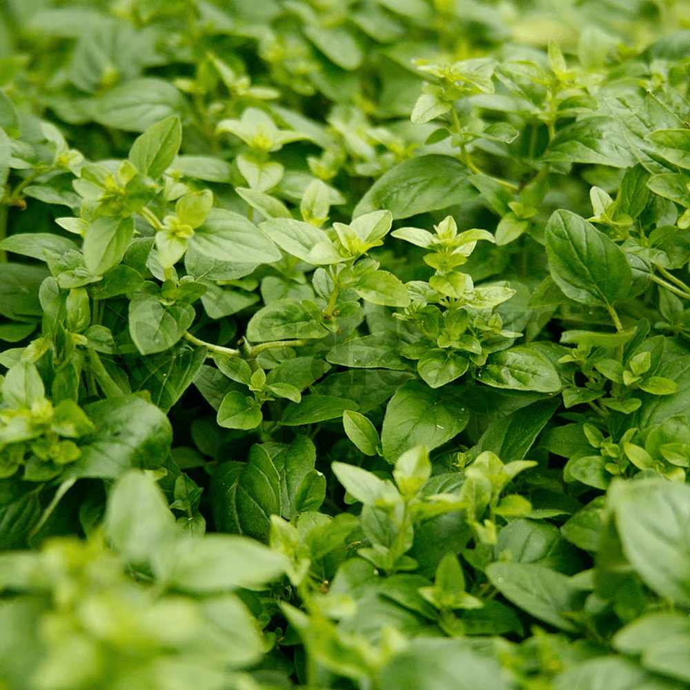 Fresh marjoram