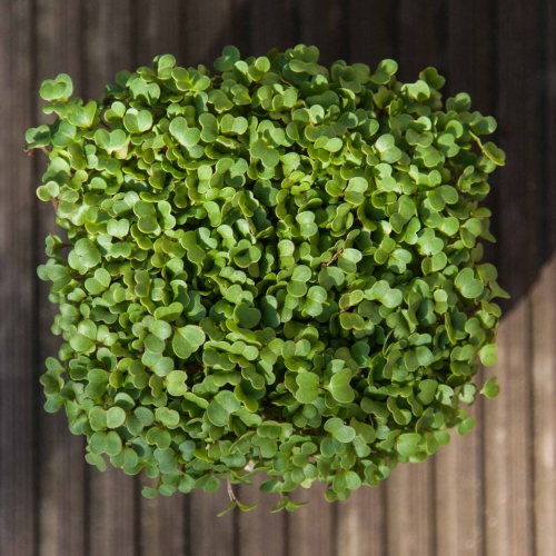 Arugula