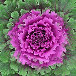 colored cabbage 