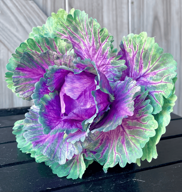 colored cabbage 