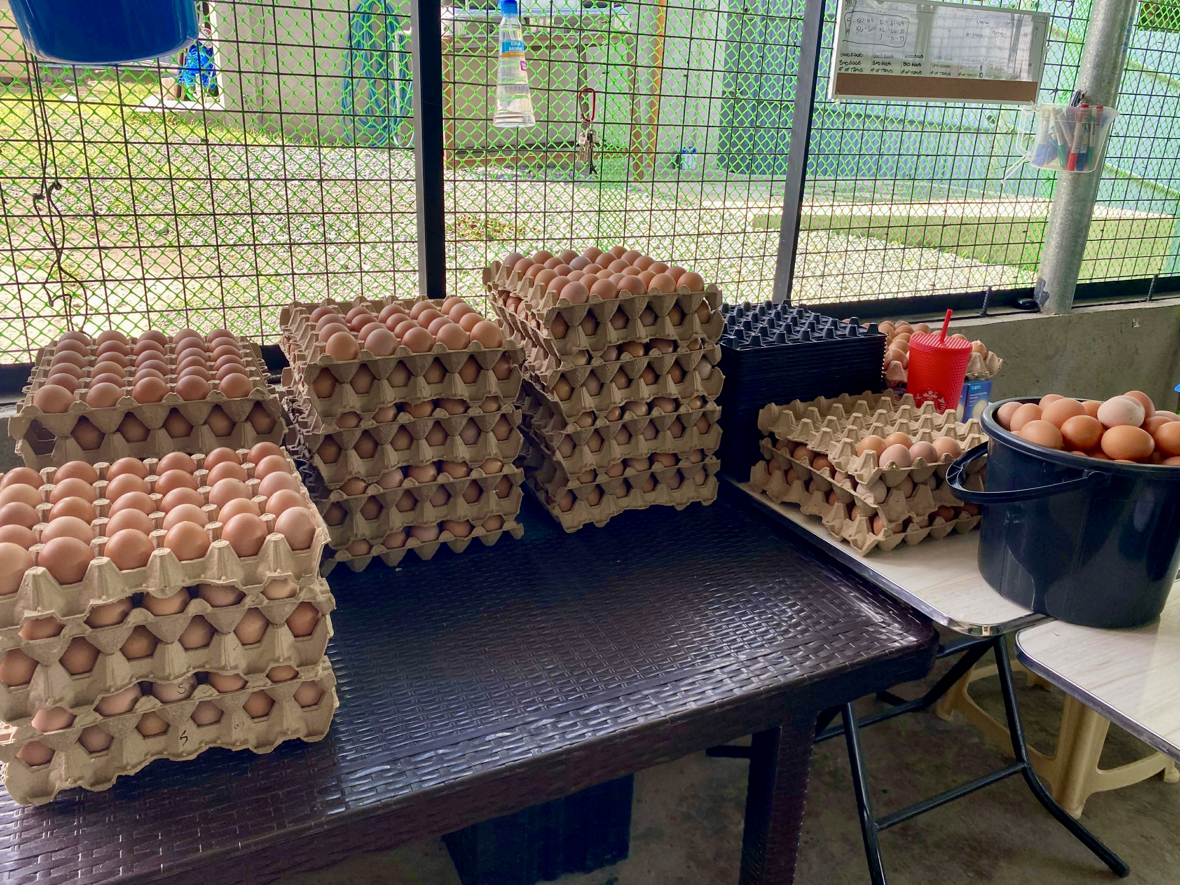 Fresh Farm, Cage-Free Brown Eggs