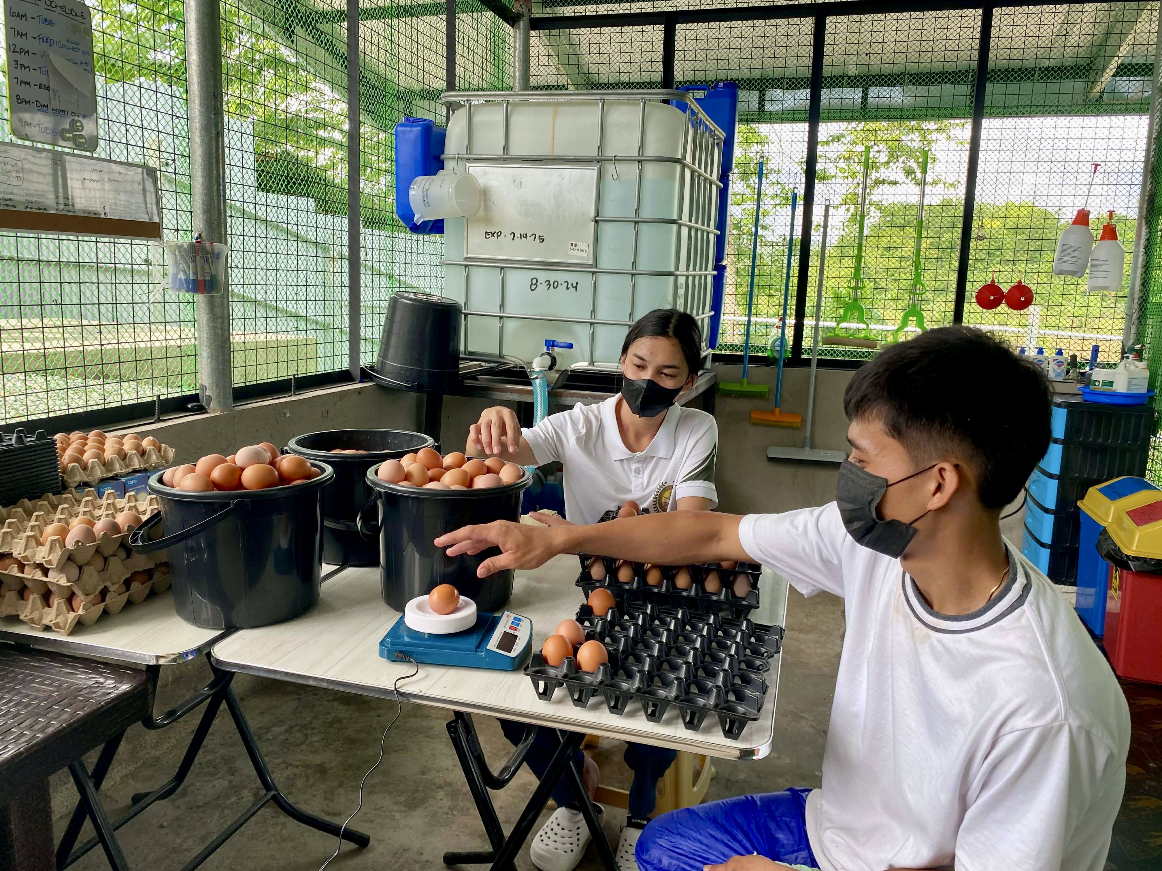 Fresh Farm, Cage-Free Brown Eggs