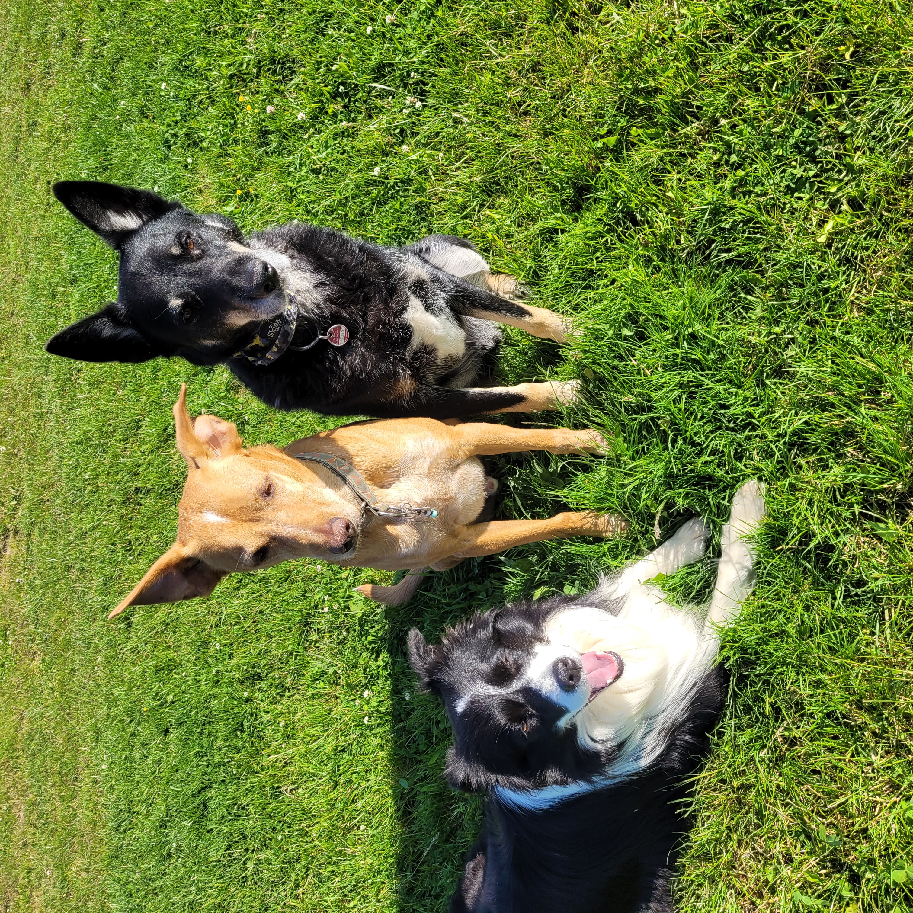 „Uff der Gass unnawächs“"