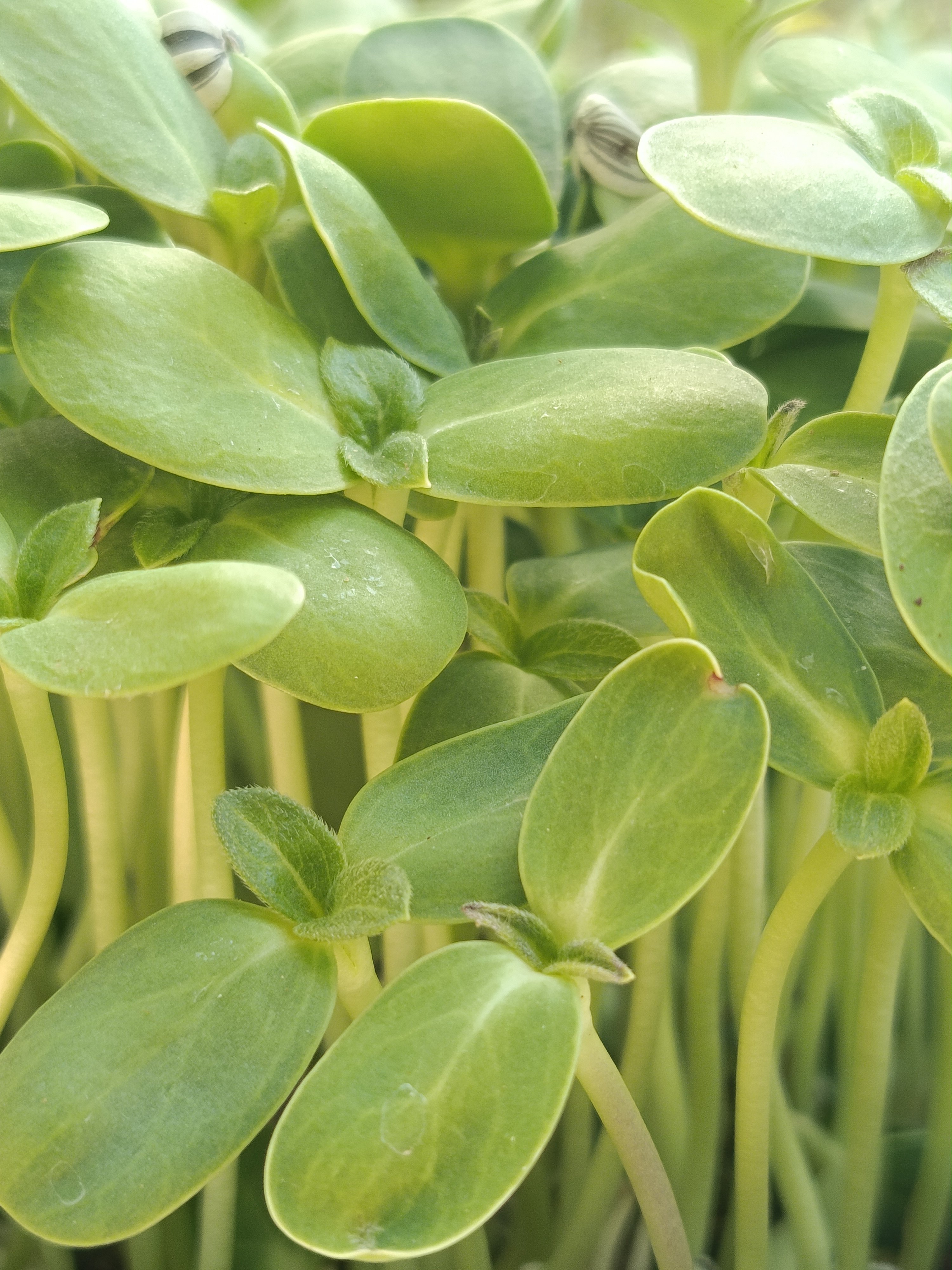Sunflower Microgreens