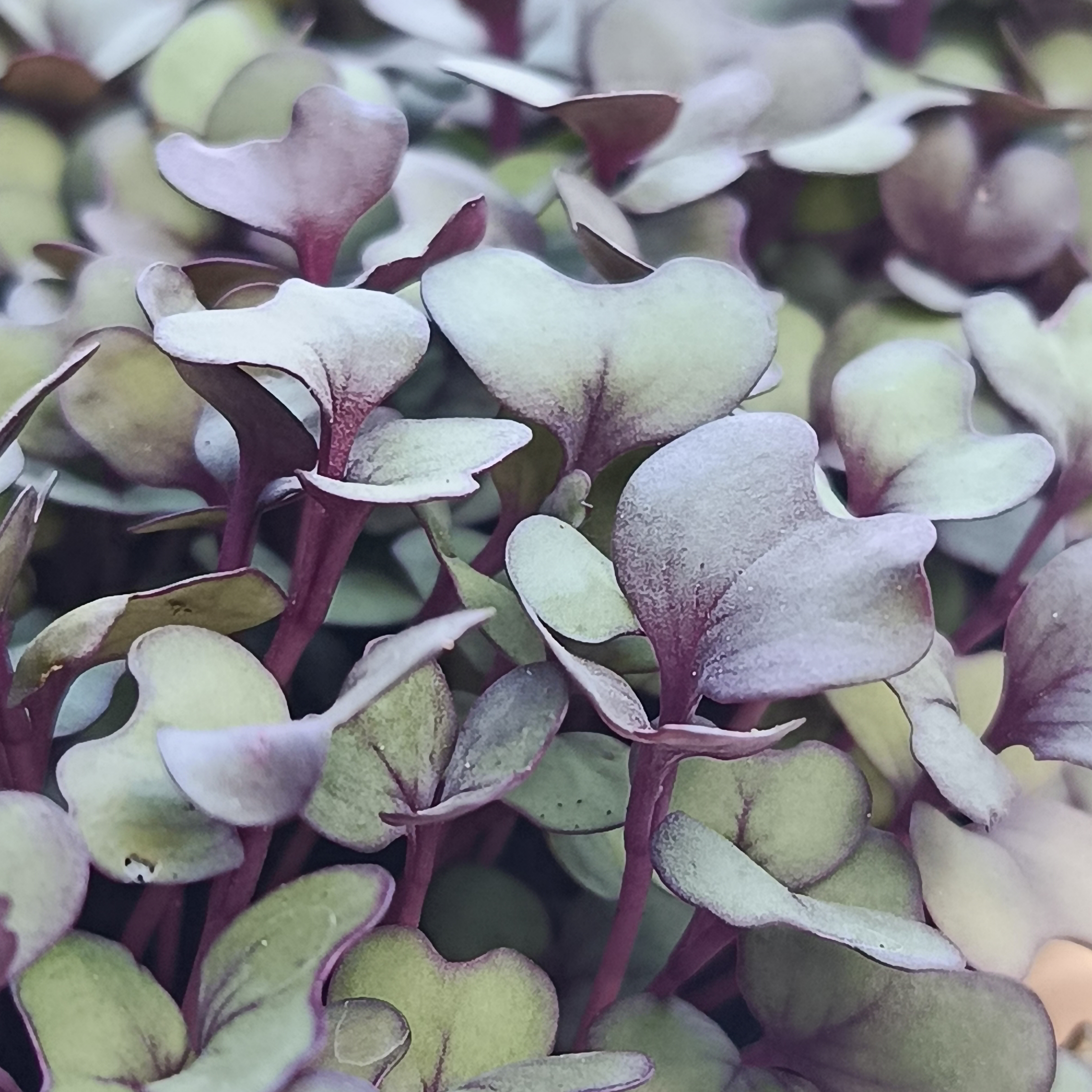 Red Cabbage Microgreens