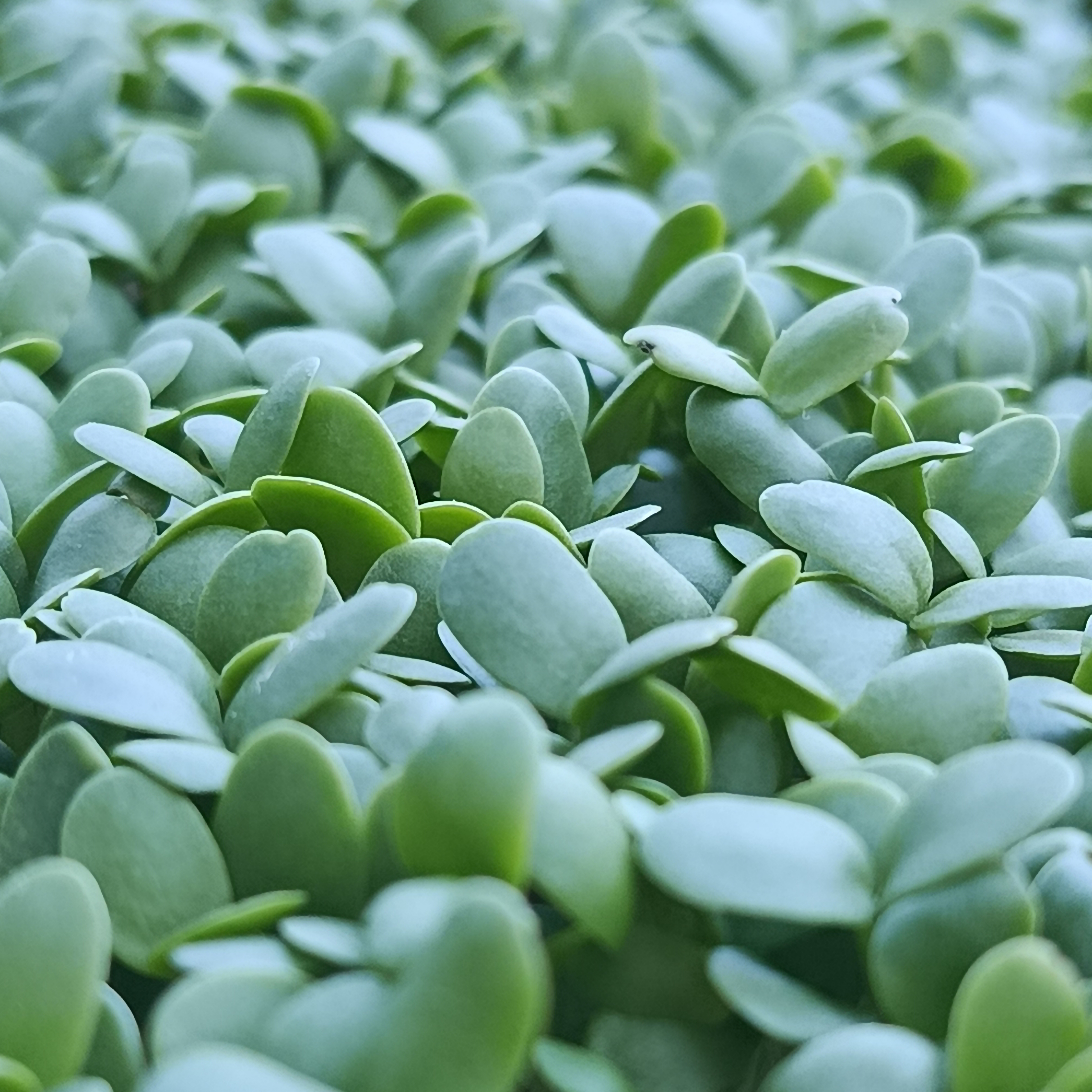 Microgreen Jade Plant