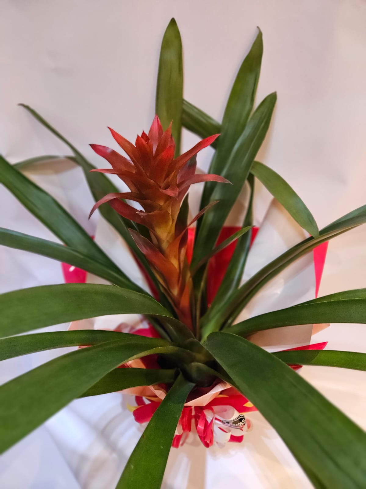 Bromélia Vermelha
