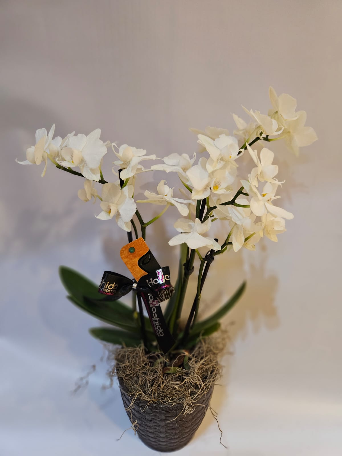 Mini Orquídea Phalaenopsis Branca