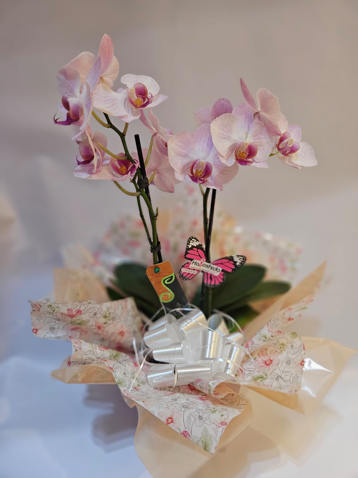 Mini Orquídea Phalaenopsis Rosa