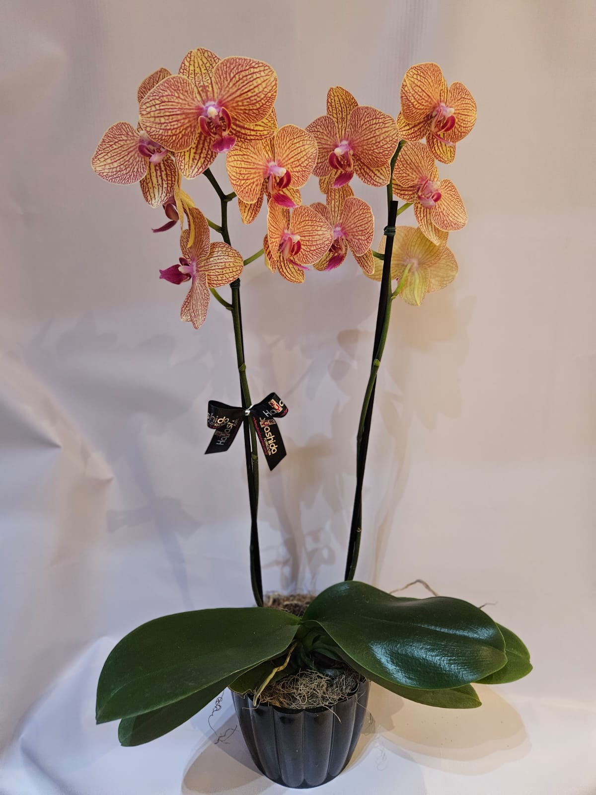 Orquídea Phalaenopsis Amarela