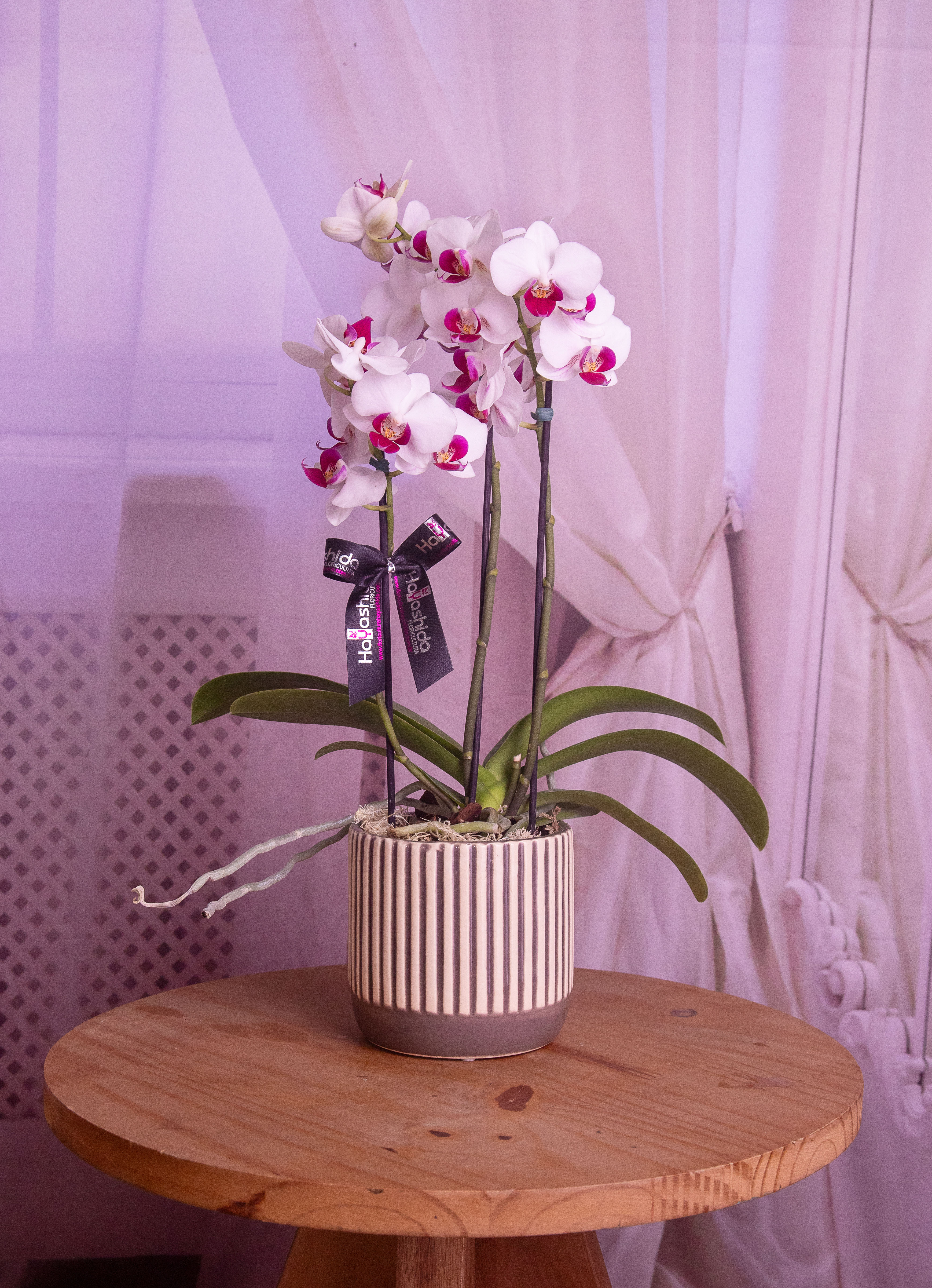 Mini Orquídea Phalaenopsis no Cachepô