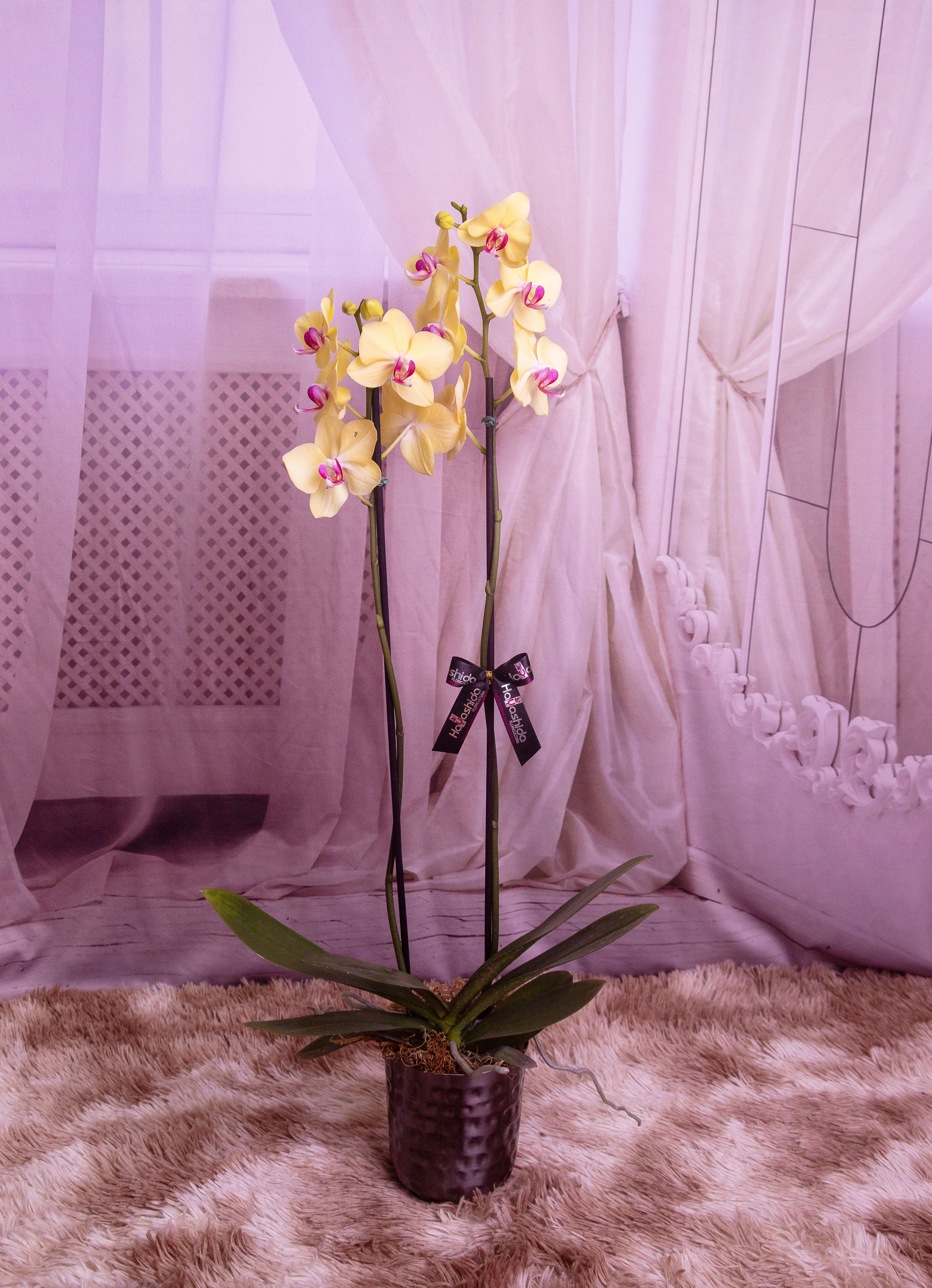 Orquídea Phalaenopsis no Cachepô