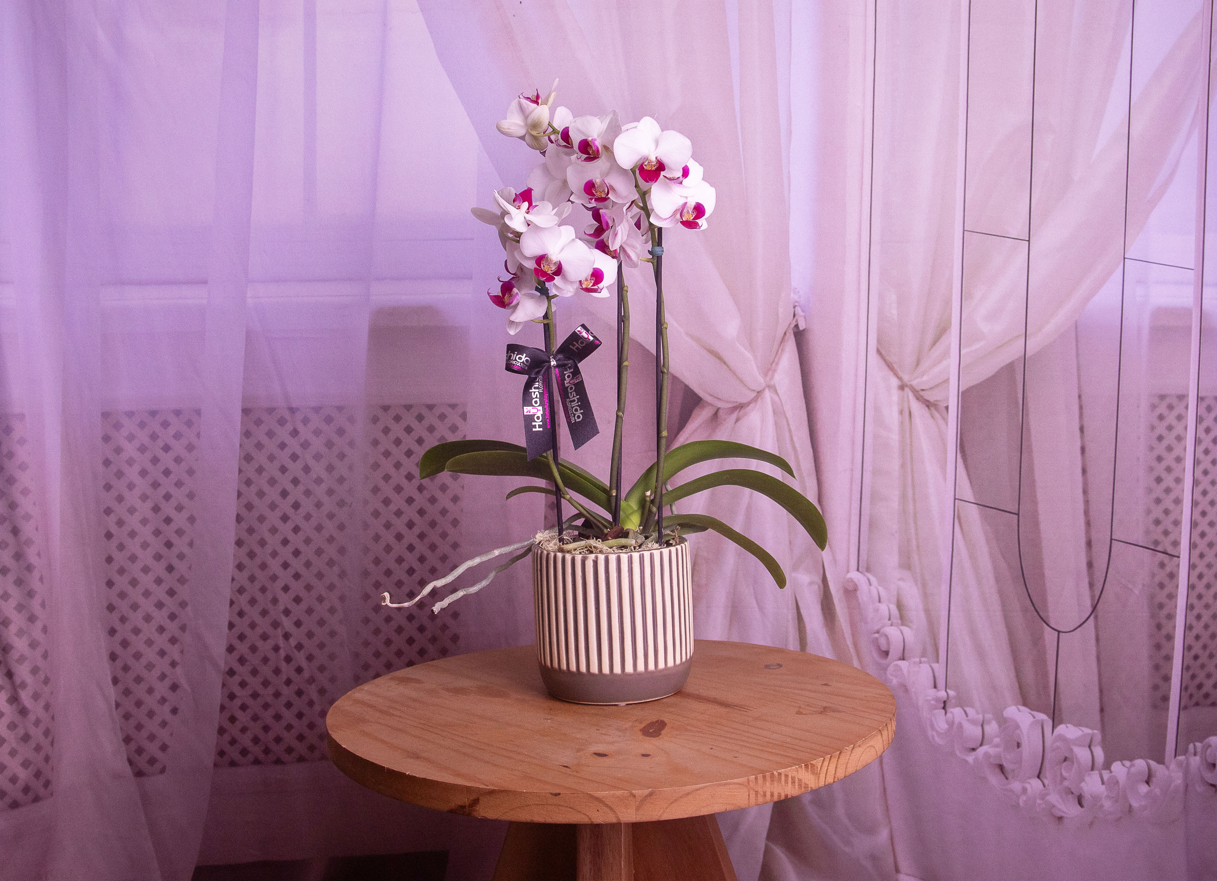 Mini Orquídea Phalaenopsis no Cachepô