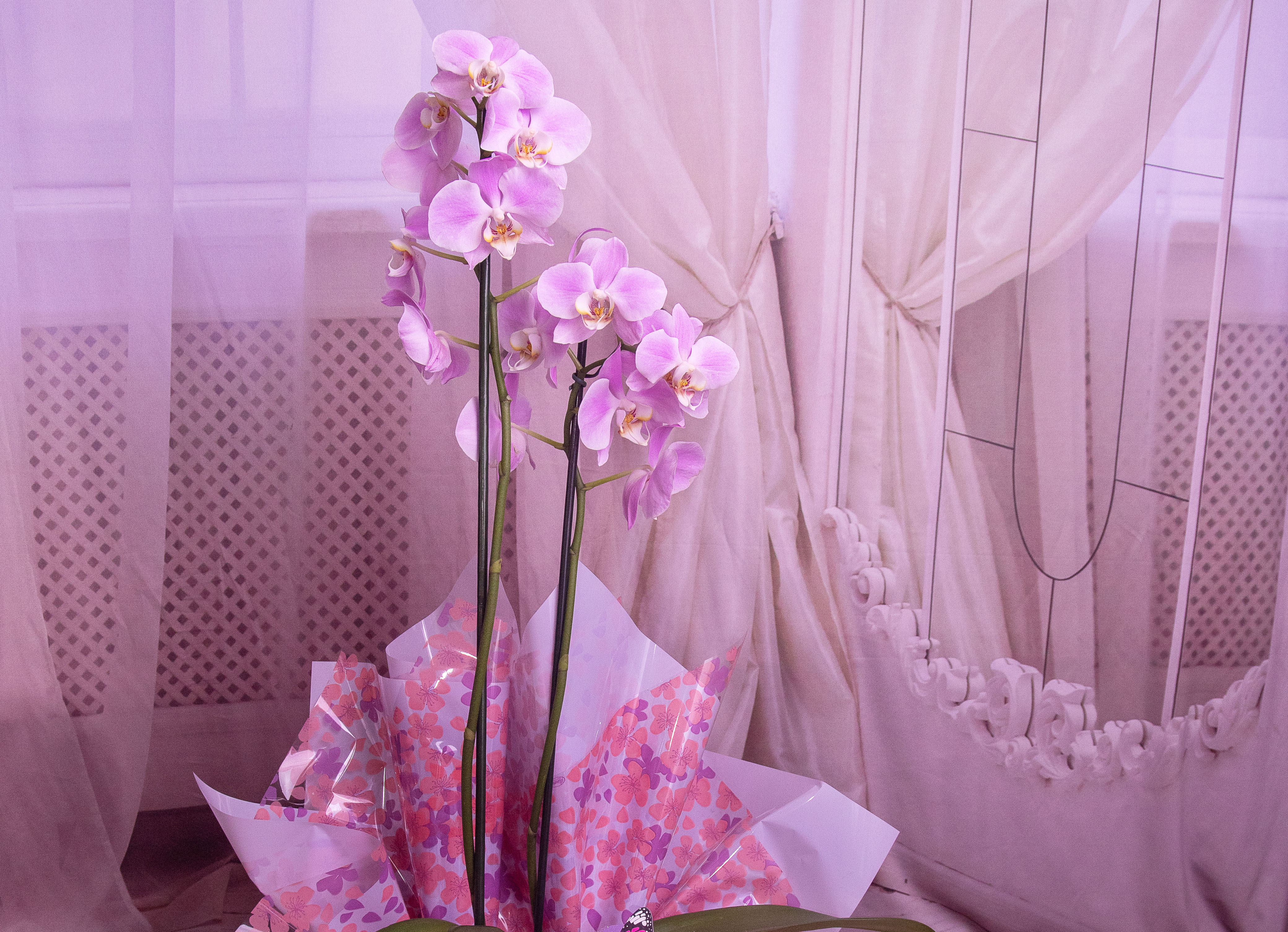 Orquídea Phalaenopsis na Caixa