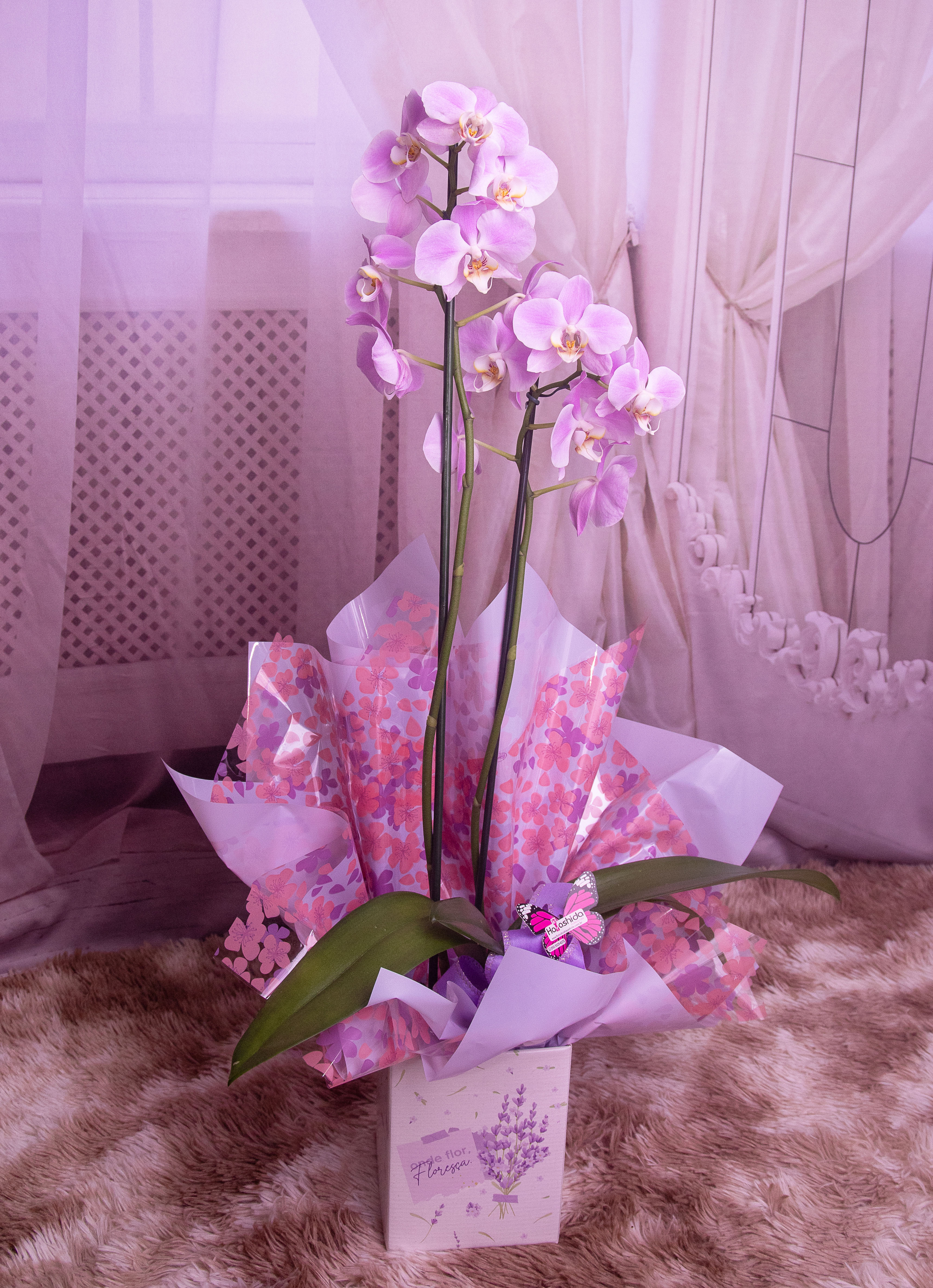 Orquídea Phalaenopsis na Caixa