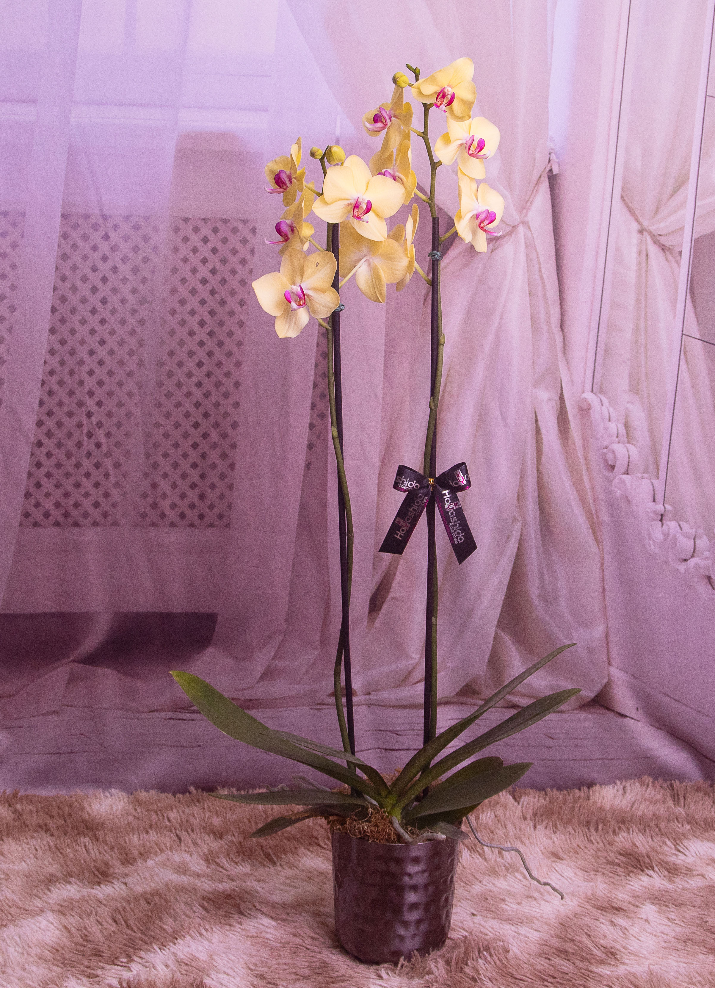 Orquídea Phalaenopsis no Cachepô