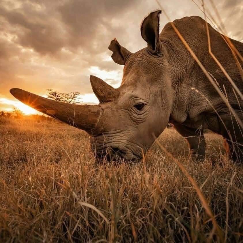 7 Days 6 Nights Tanzania Safari | Serengeti, Ngorongoro & Tarangire | Big Five Experience