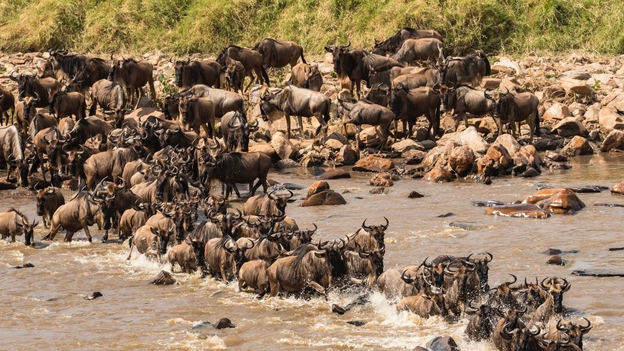 6 Days 5 Nights Tanzania Safari｜Serengeti & Ngorongoro｜Big Five in 6 Days