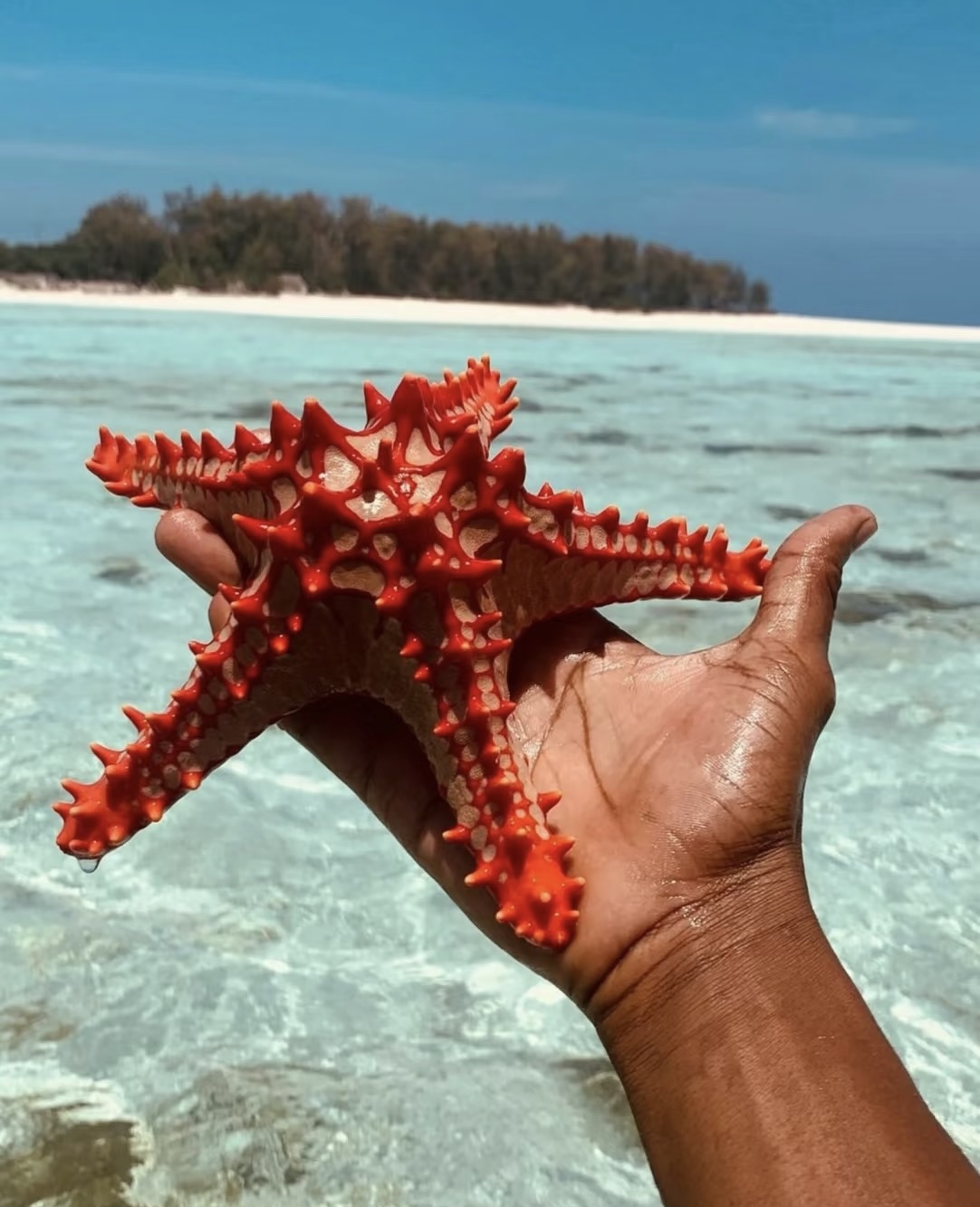 Mtende Beach Marine Life Tour