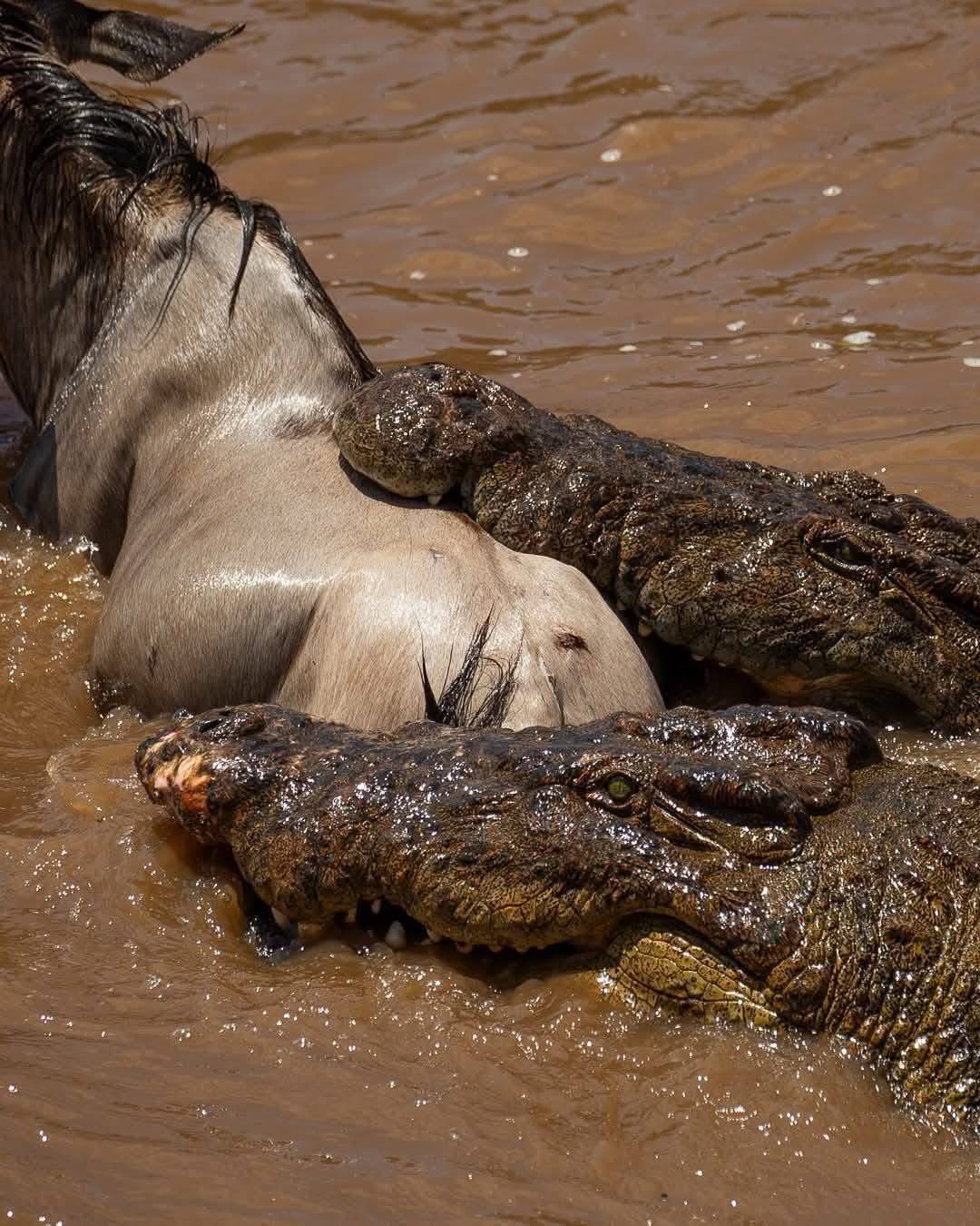 8 Days 7 Nights Tanzania Safari | Serengeti, Ngorongoro, Tarangire & Lake Eyasi Experience