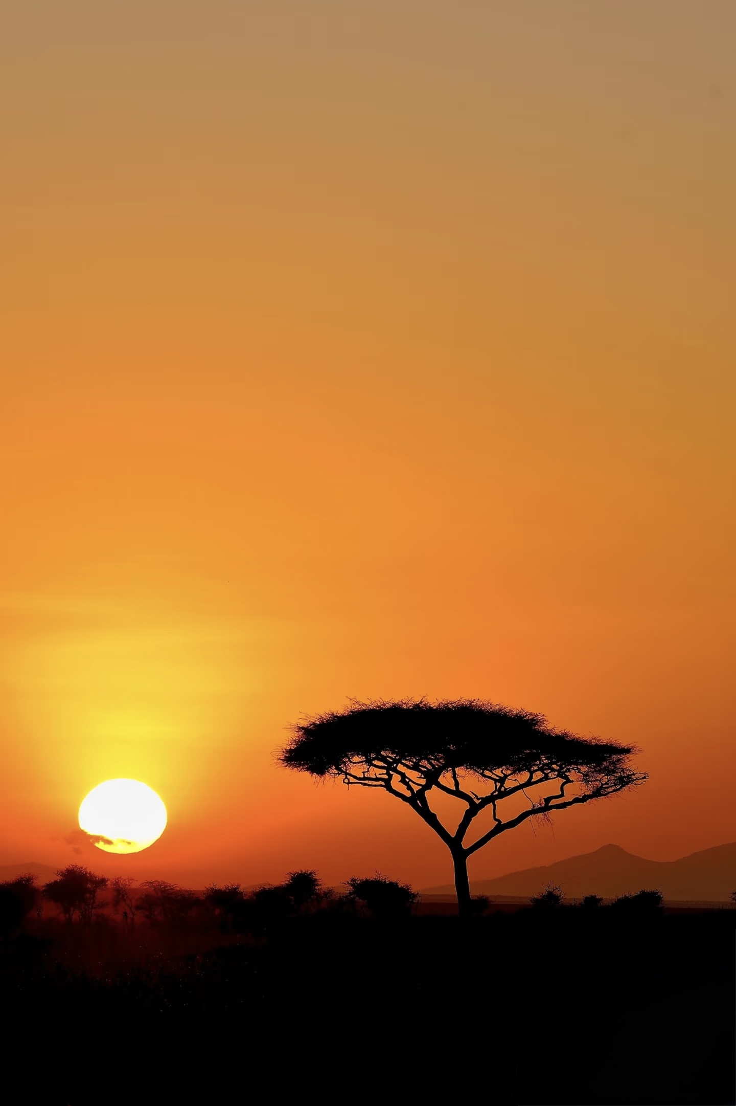 Sunrise Safari Experience | Witness the Wild at Dawn