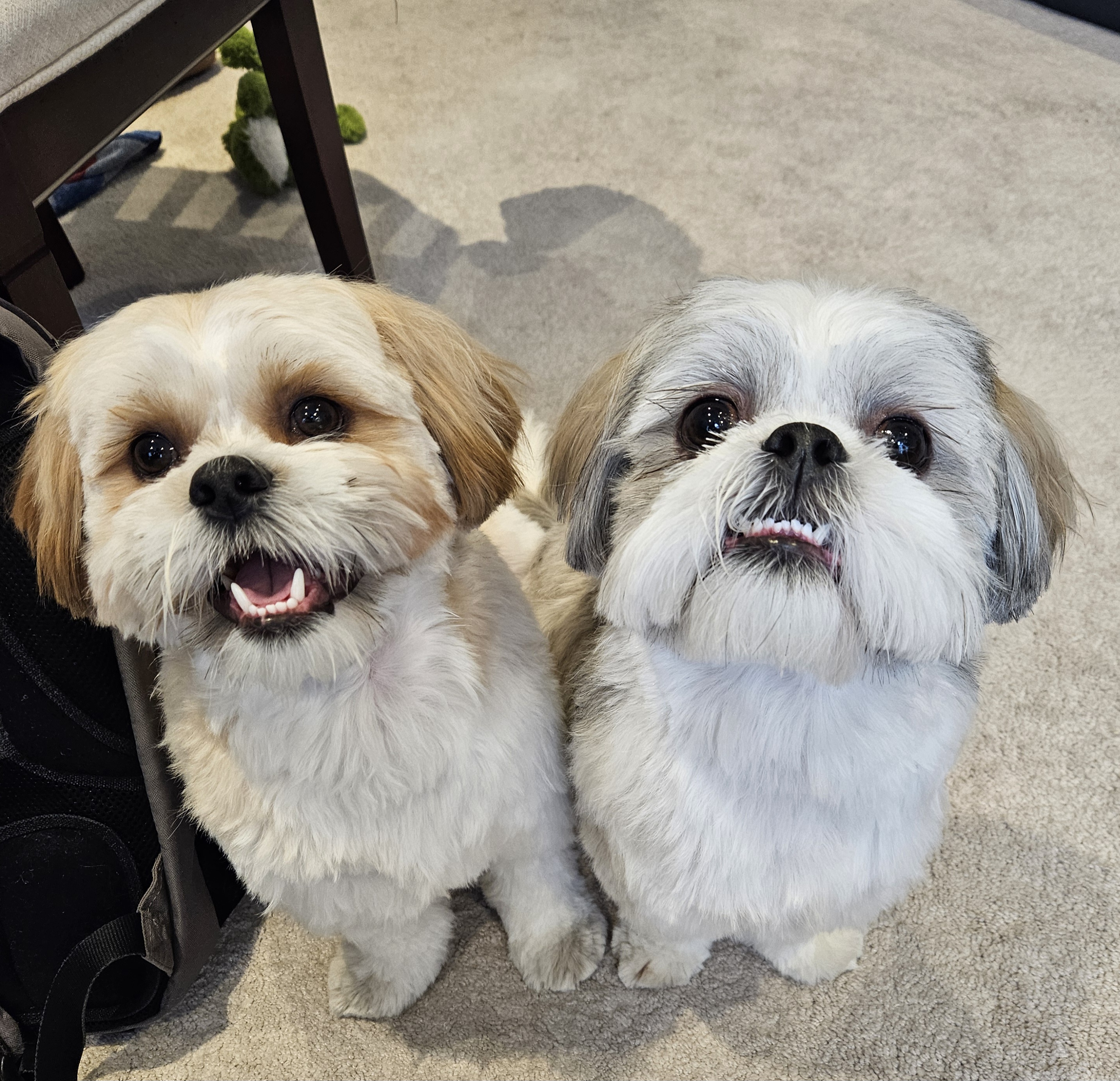 Book Your Dog Sitter