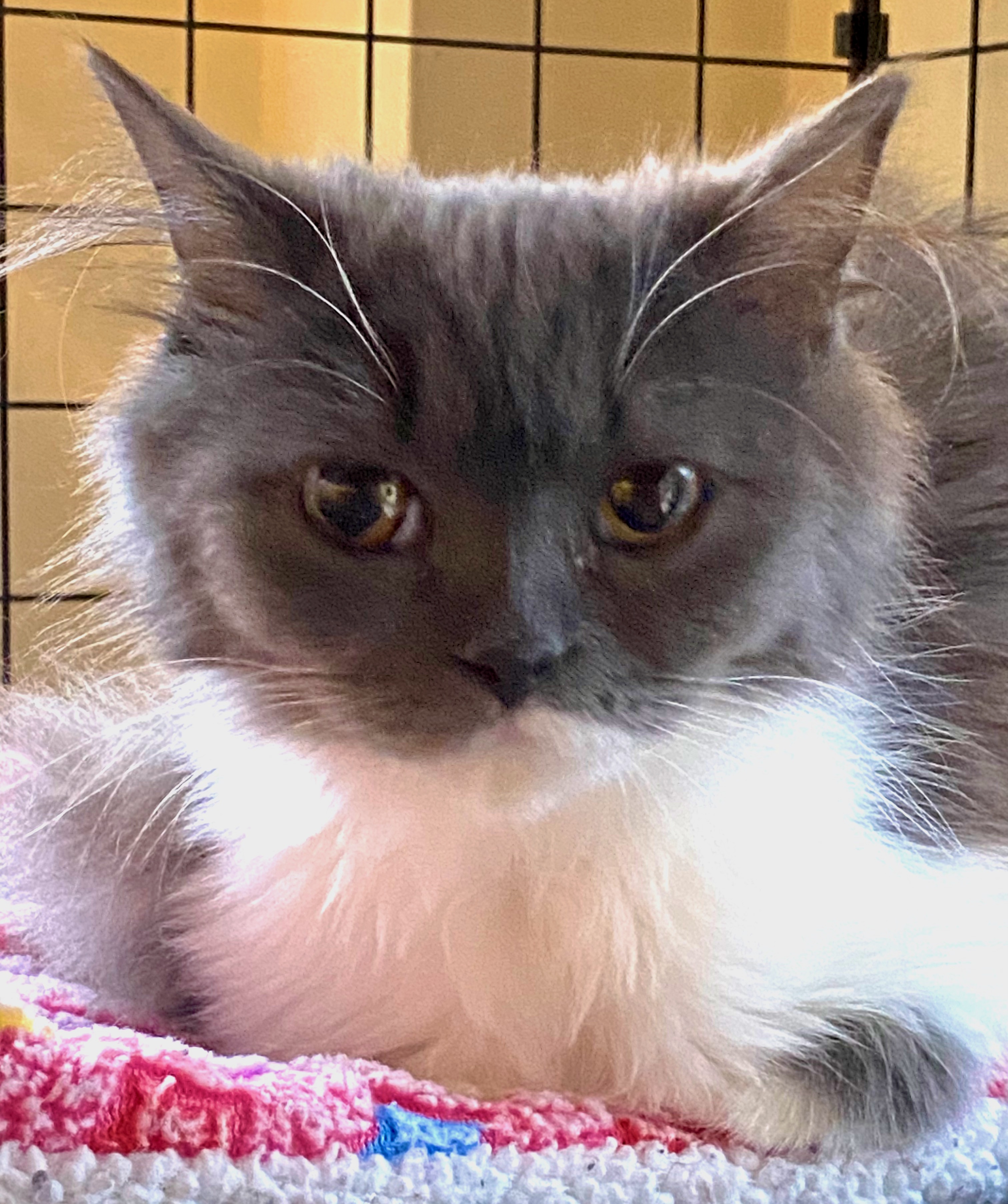 Bella