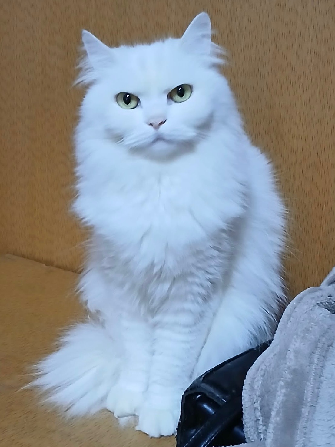 Semba