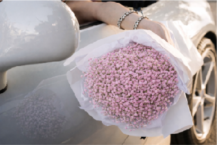 Gypsophila (Pink)