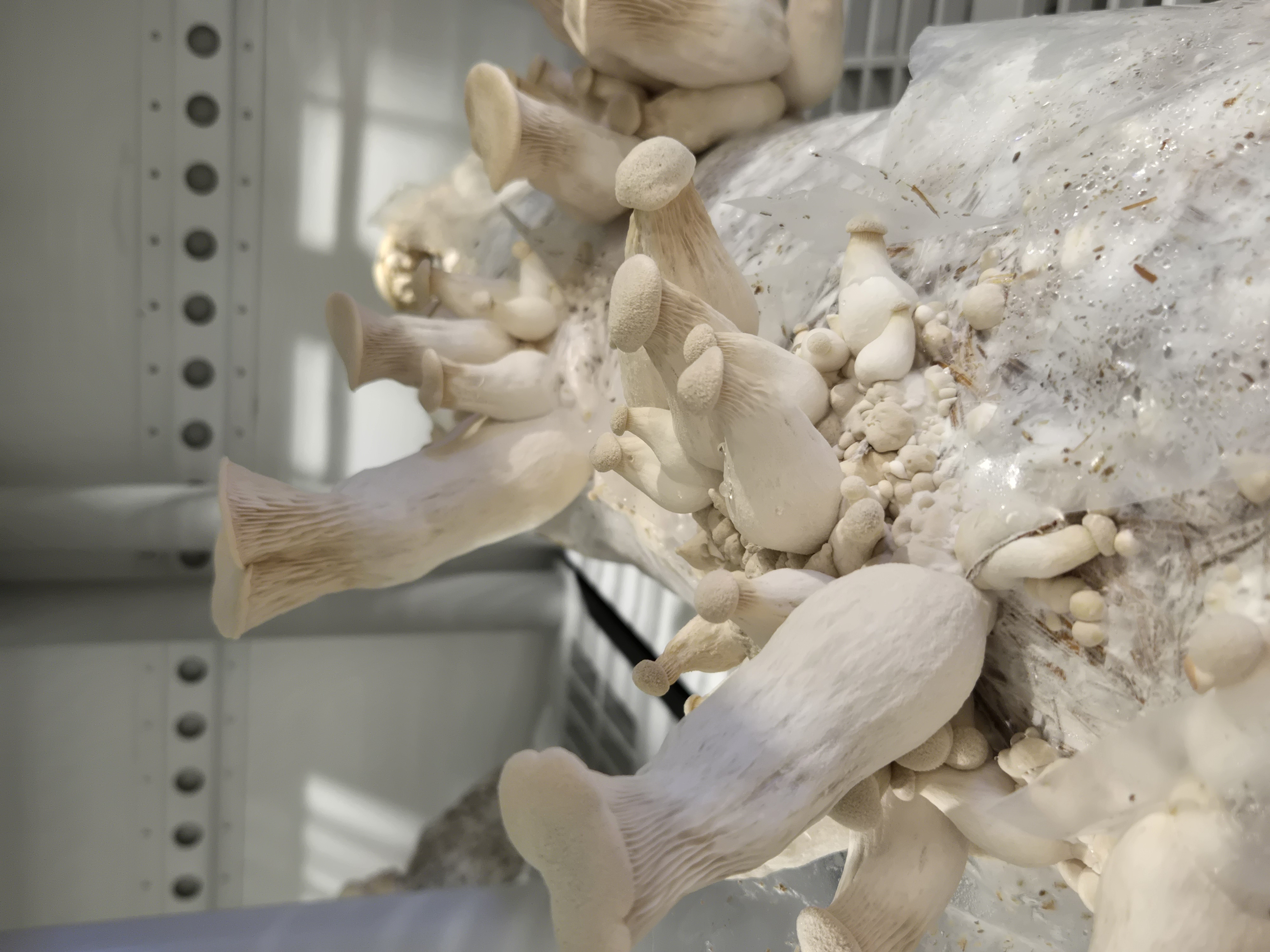 King Trumpet Mushrooms