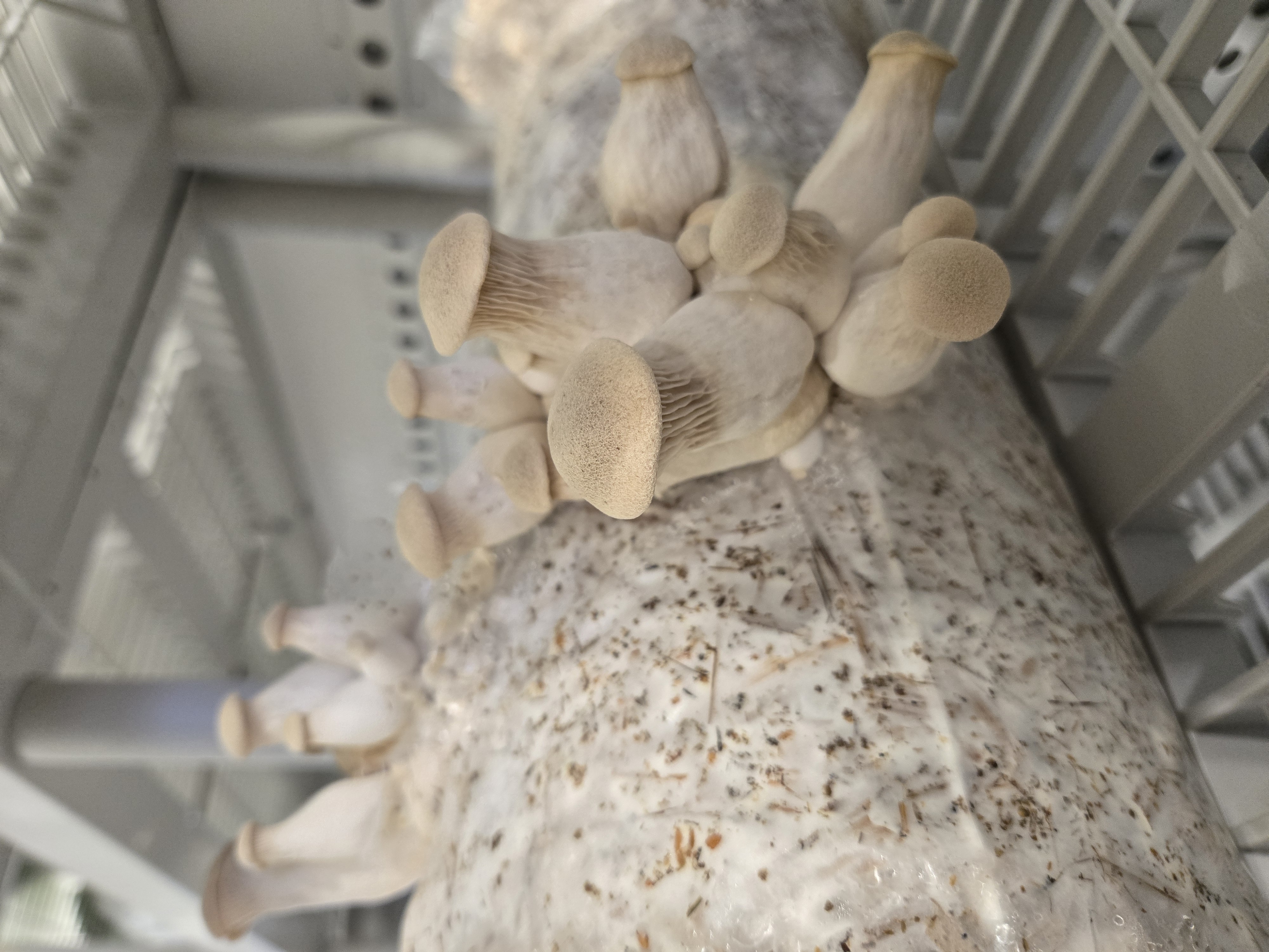 King Trumpet Mushrooms