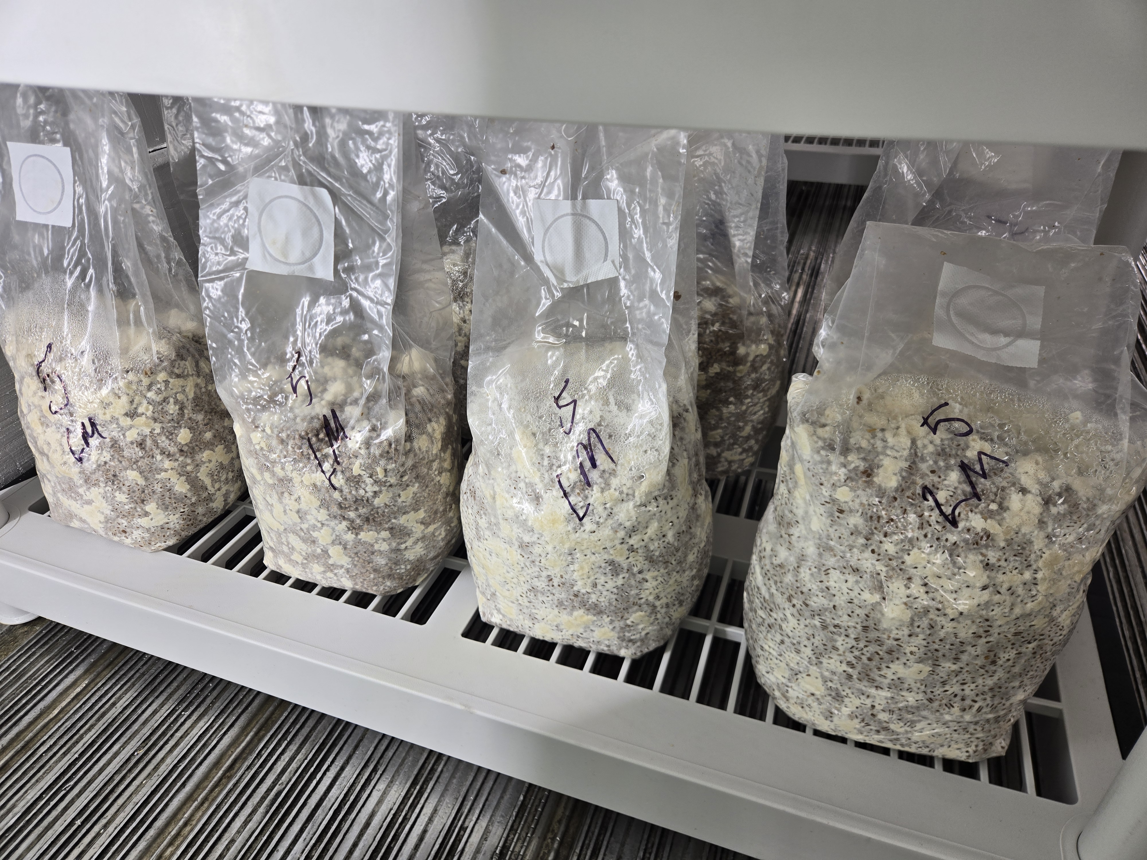 Lion's Mane Mushroom Supplements