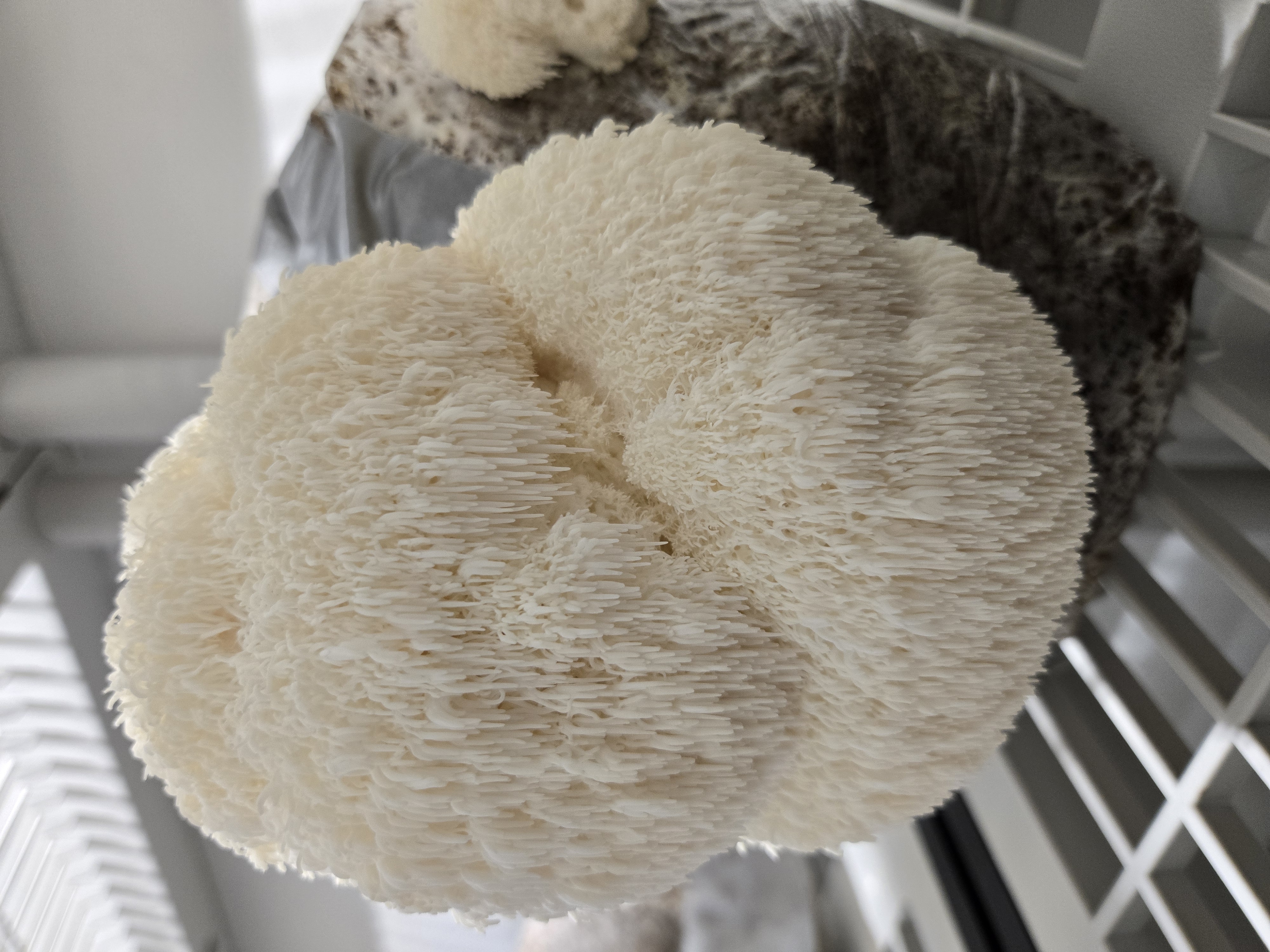 Lion's Mane Mushroom Supplements