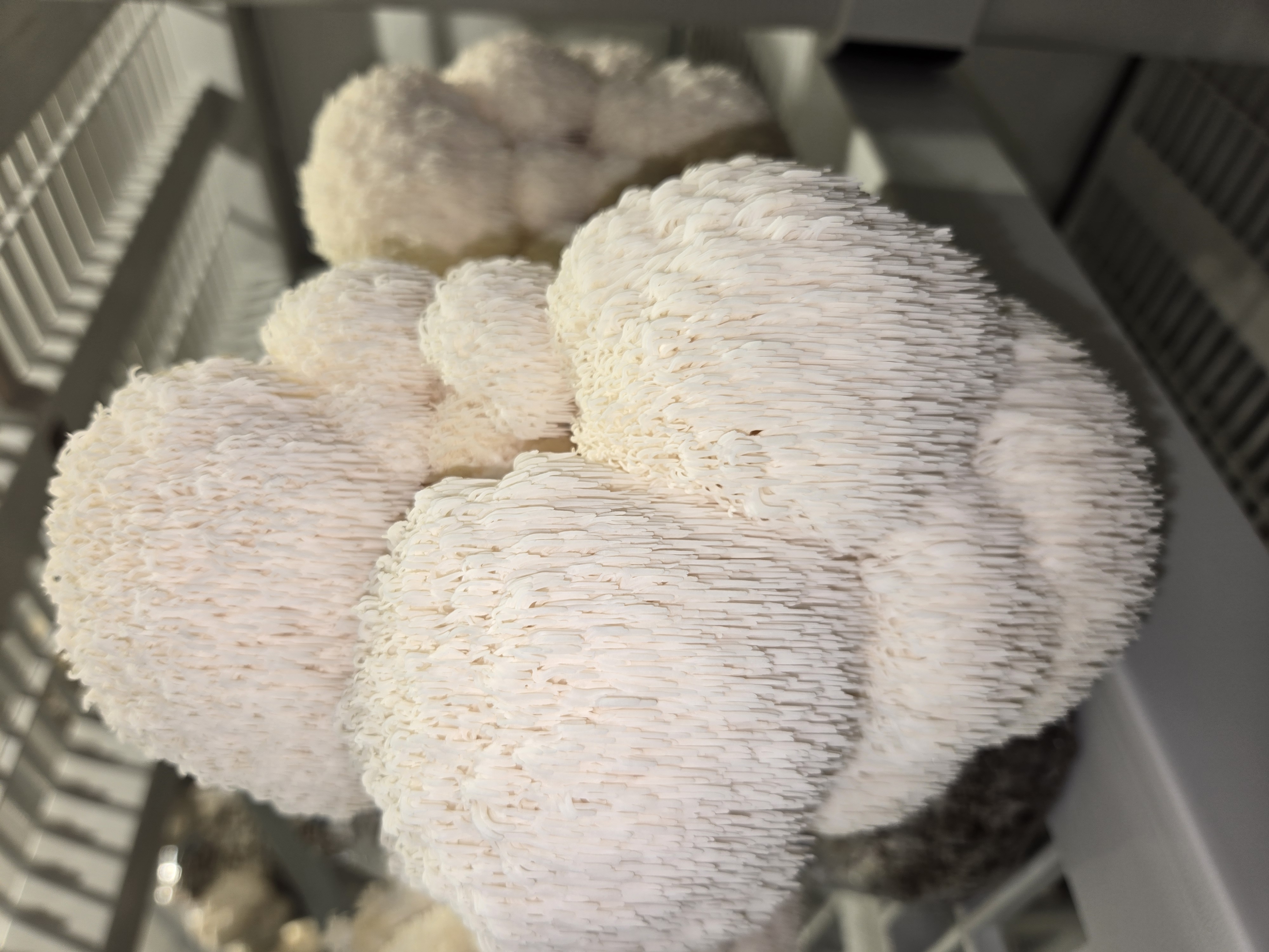 Lion's Mane Mushrooms
