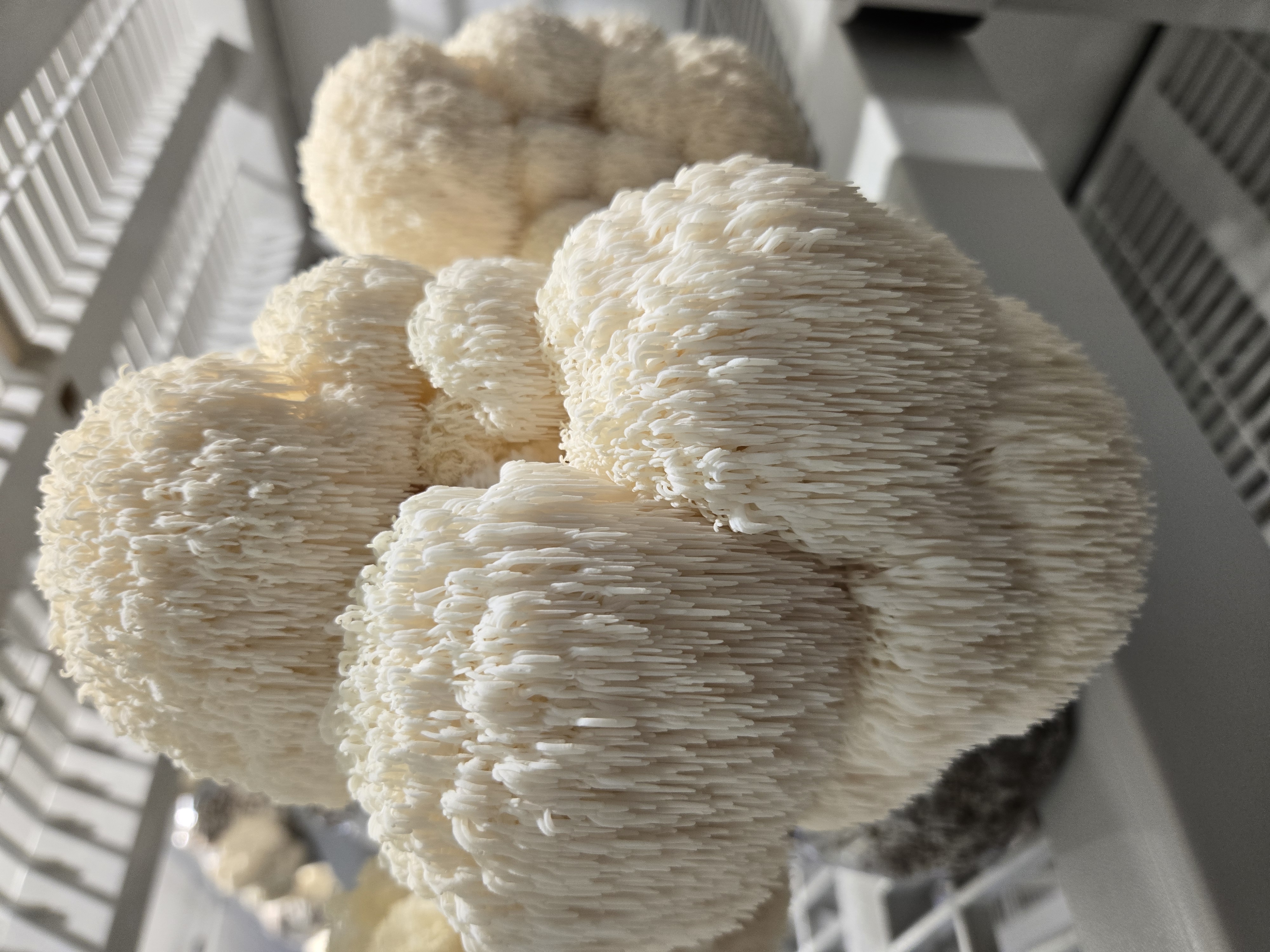 Lion's Mane Mushrooms