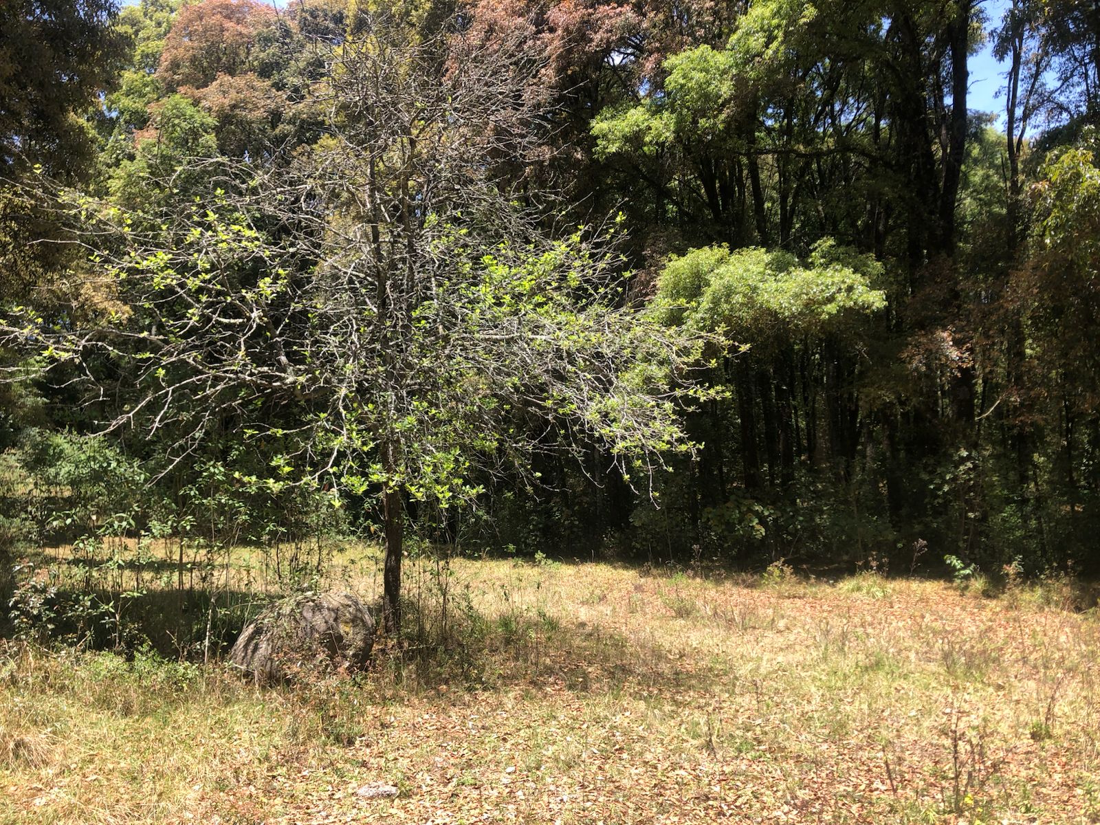 Terreno | Omitlan , Hidalgo | Corredor de la Montaña |