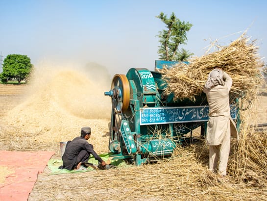 Premium Wheat Grains