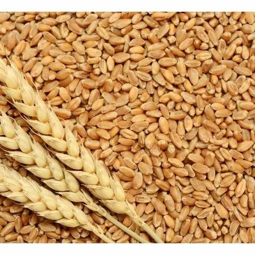 Premium Wheat Grains