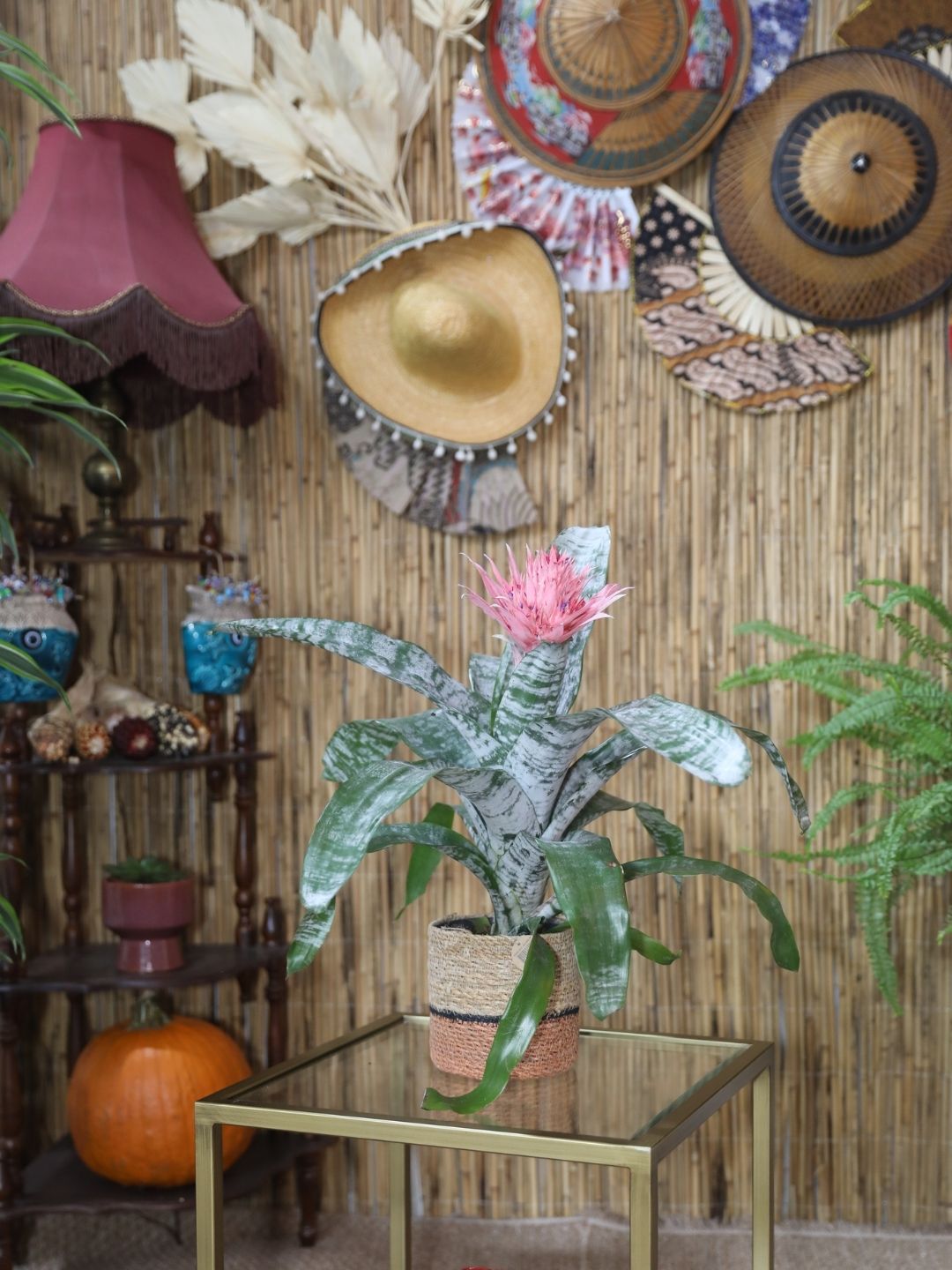 Aechmea Fasciata Saksı Çiçeği