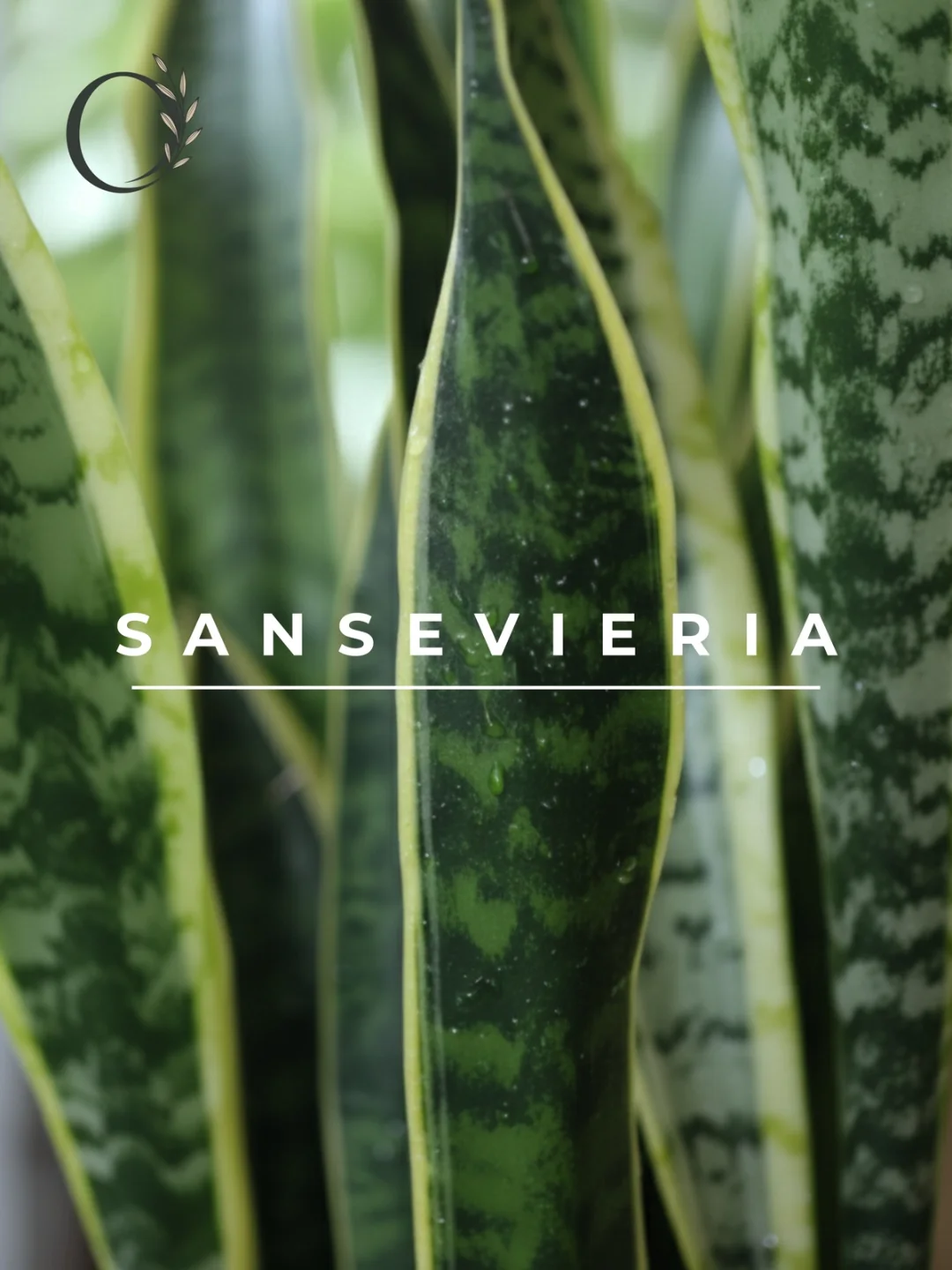 Sansevieria Bitkisi