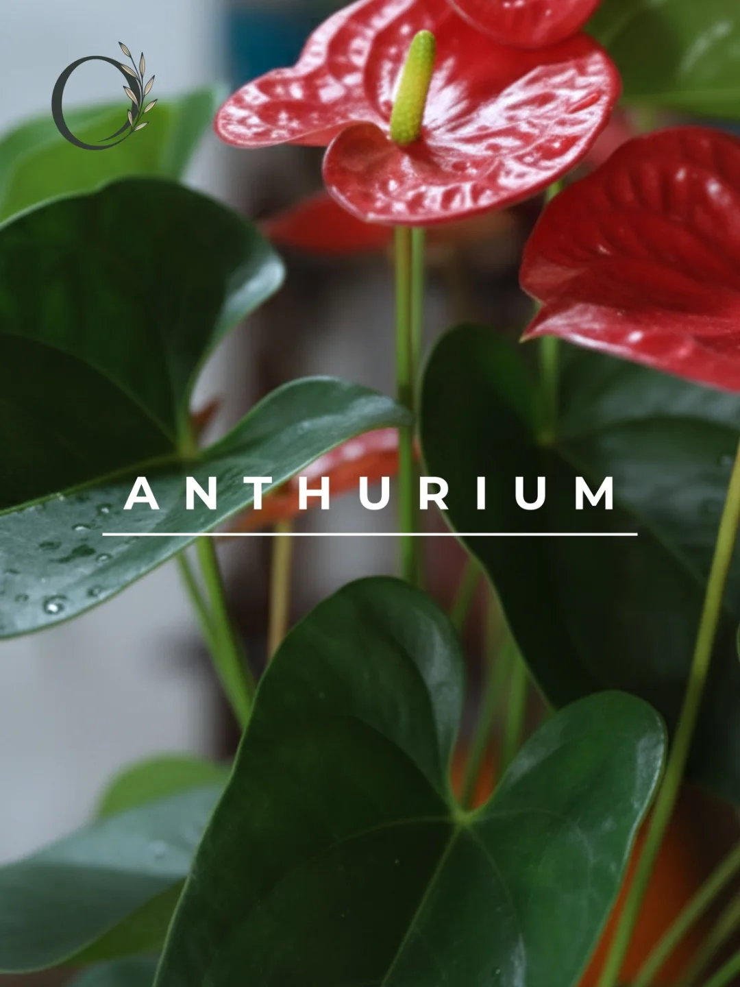 Anthurium Saksı Çiçeği