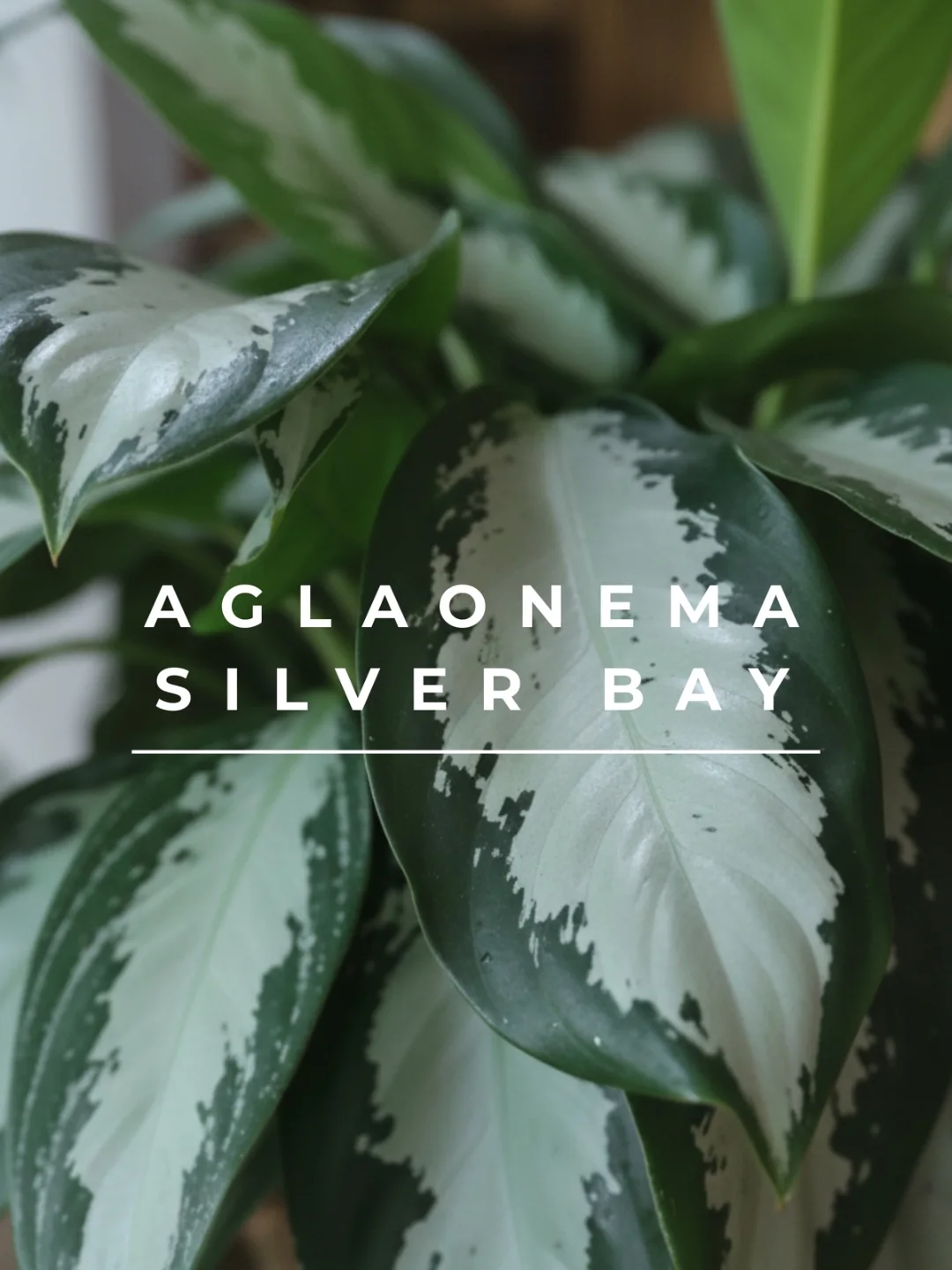 Monstera Saksı Bitkisi