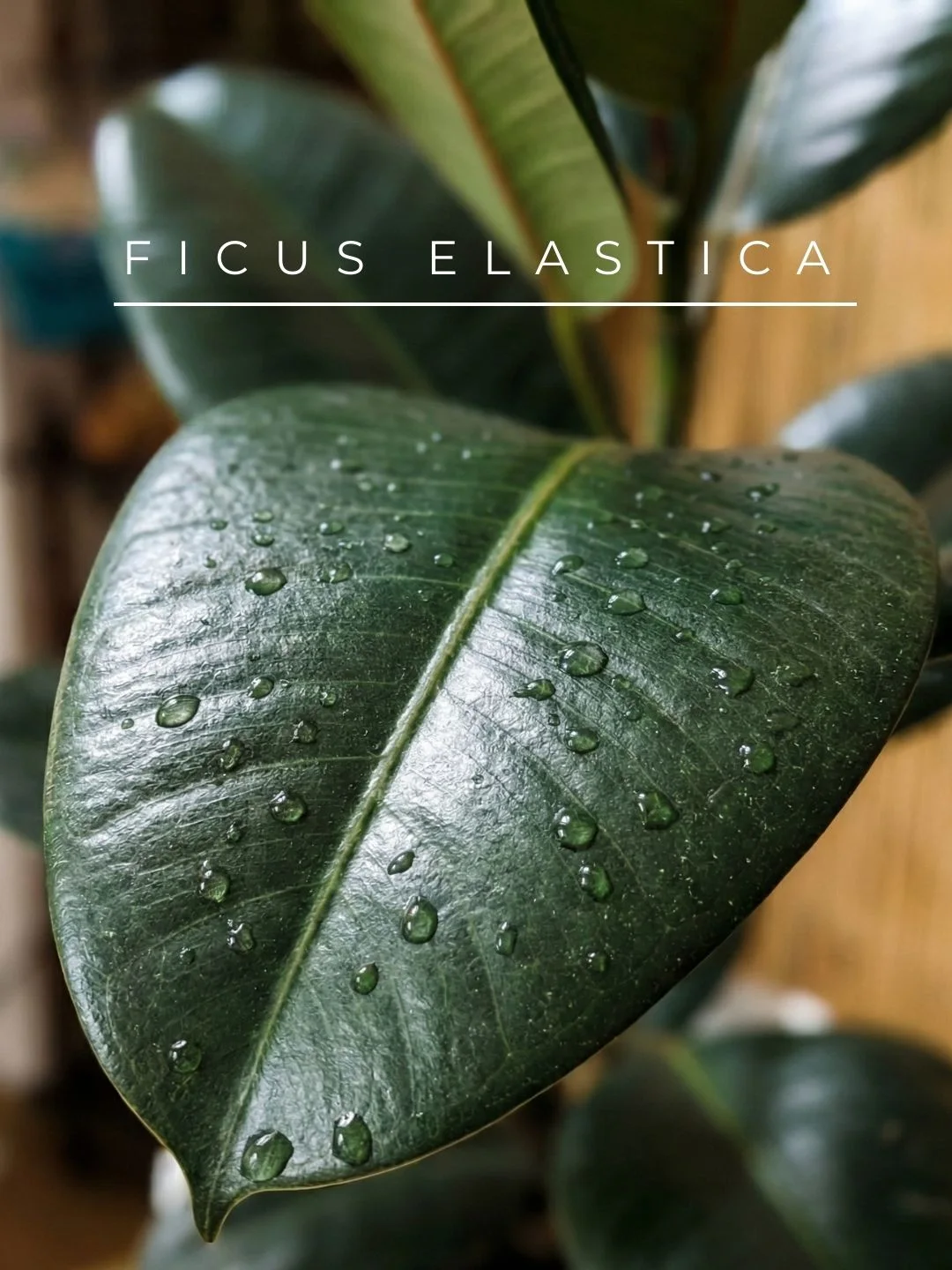 Ficus Elastica Bitkisi