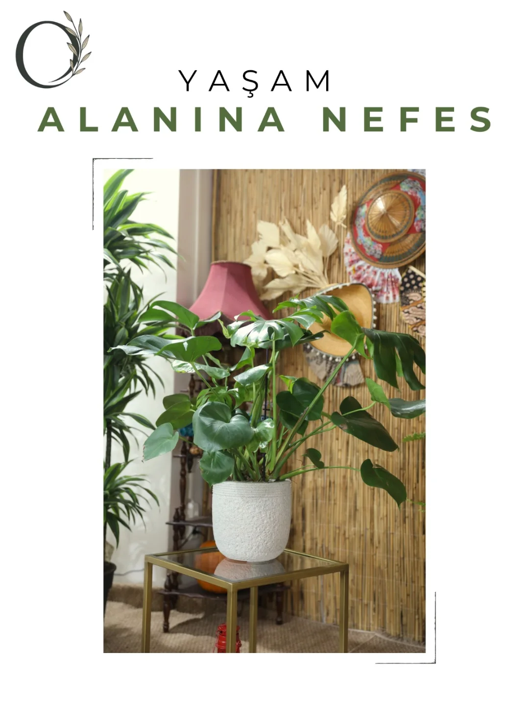 Monstera Saksı Bitkisi